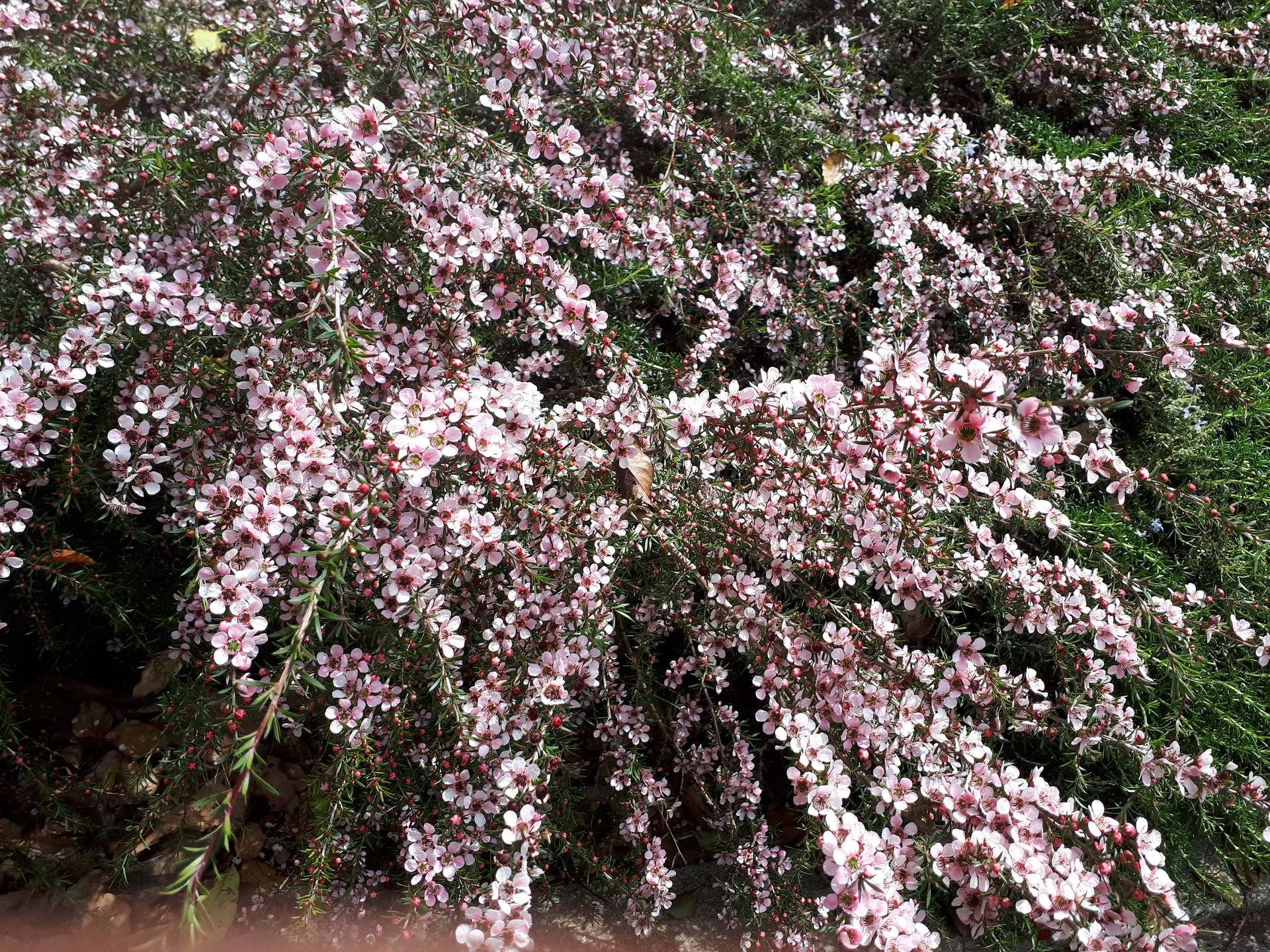 leptospermum+pink+cascade3.jpg