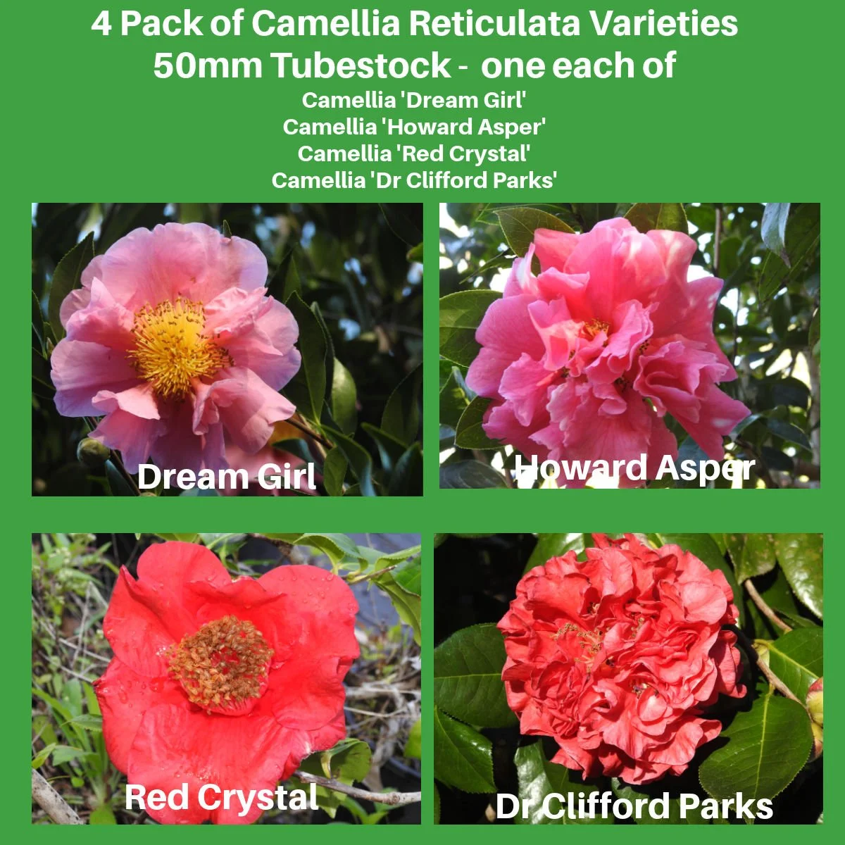 Camellia reticulata assorted 4 Pack