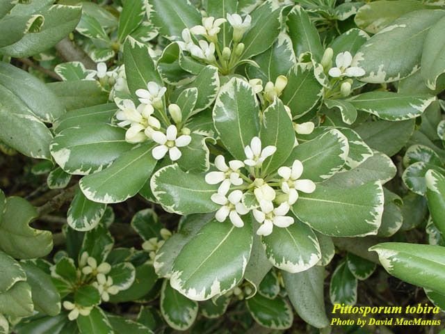 Pittosporum ‘Cream de Mint’