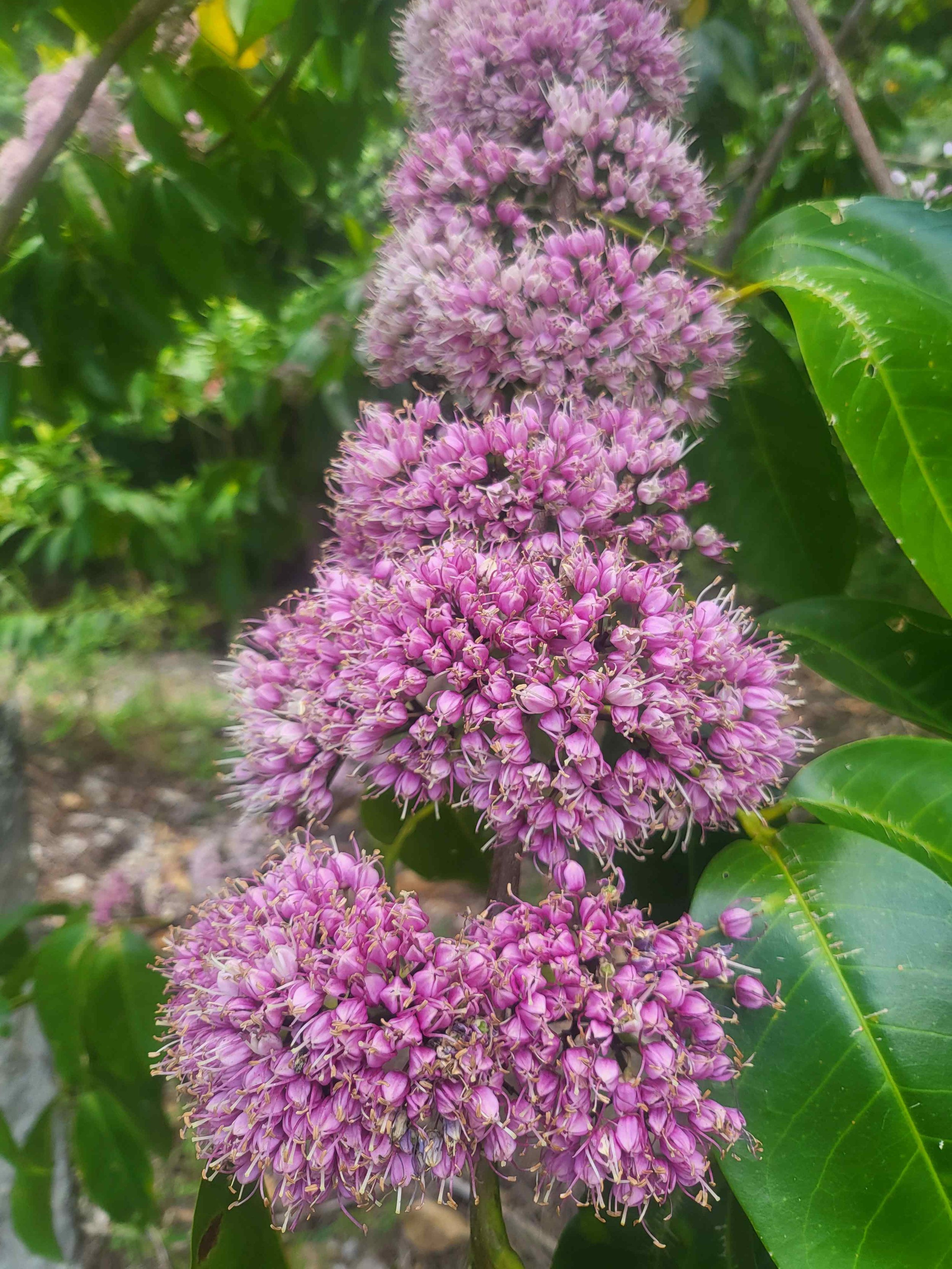 Melicope elleryana - (Pink Euodia / Pink Doughwood)