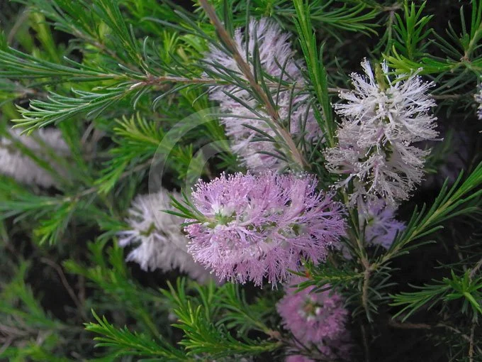 Melaleuca erubescens 'Pink Honey Myrtle'