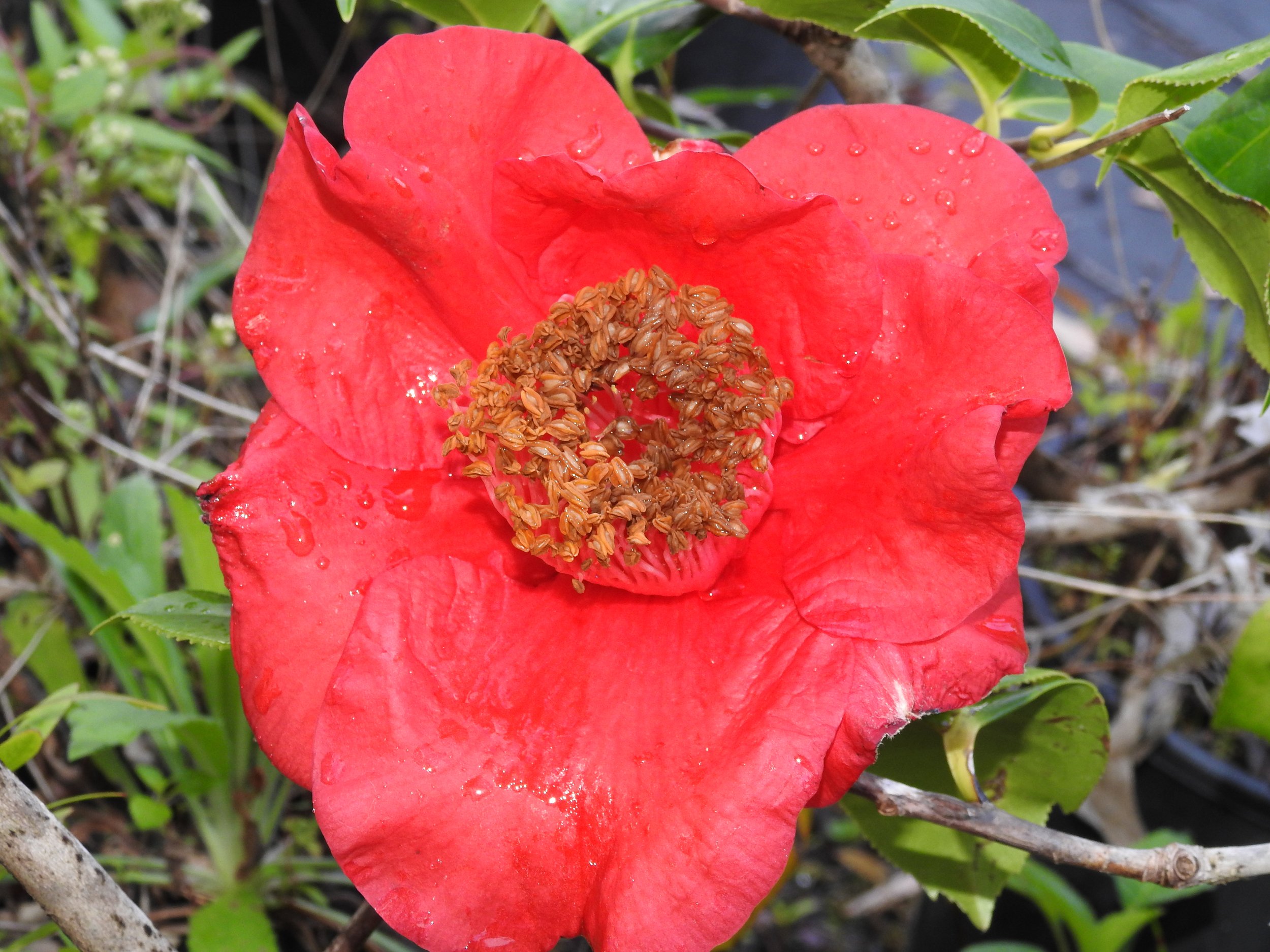 red crystal 3.jpg