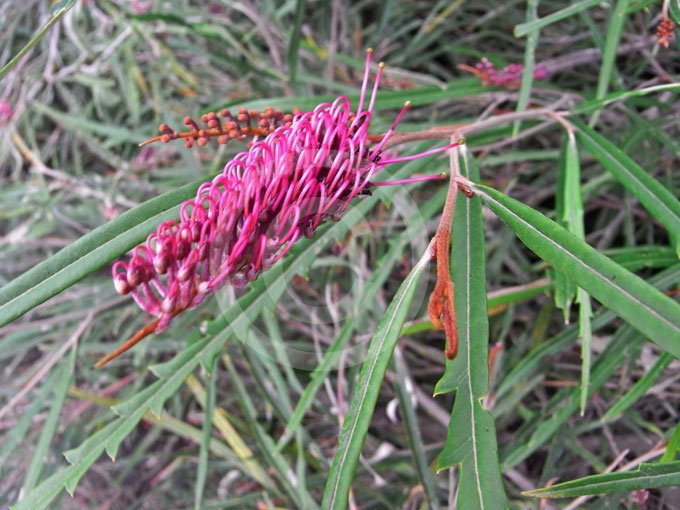 grevillea asplenifolia.jpg