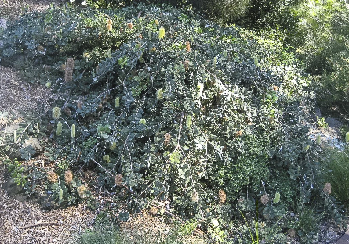 Banksia-integrifolia-Roller-Coaster-photo-taken-at-Illawarra-Grevillea-Park-Bulli-NSW-Karlo-Taliana-copy.jpg