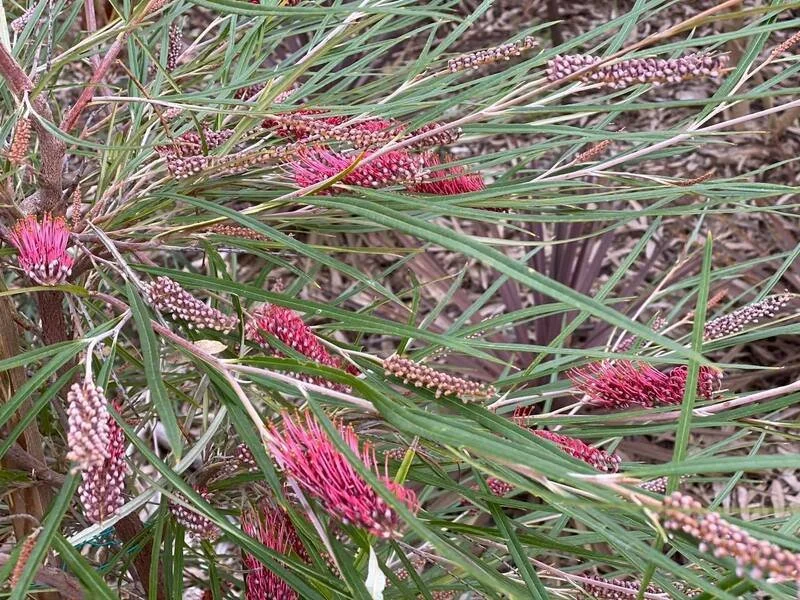 Grevillea aspleniifolia (Fern-leaf Grevillea)