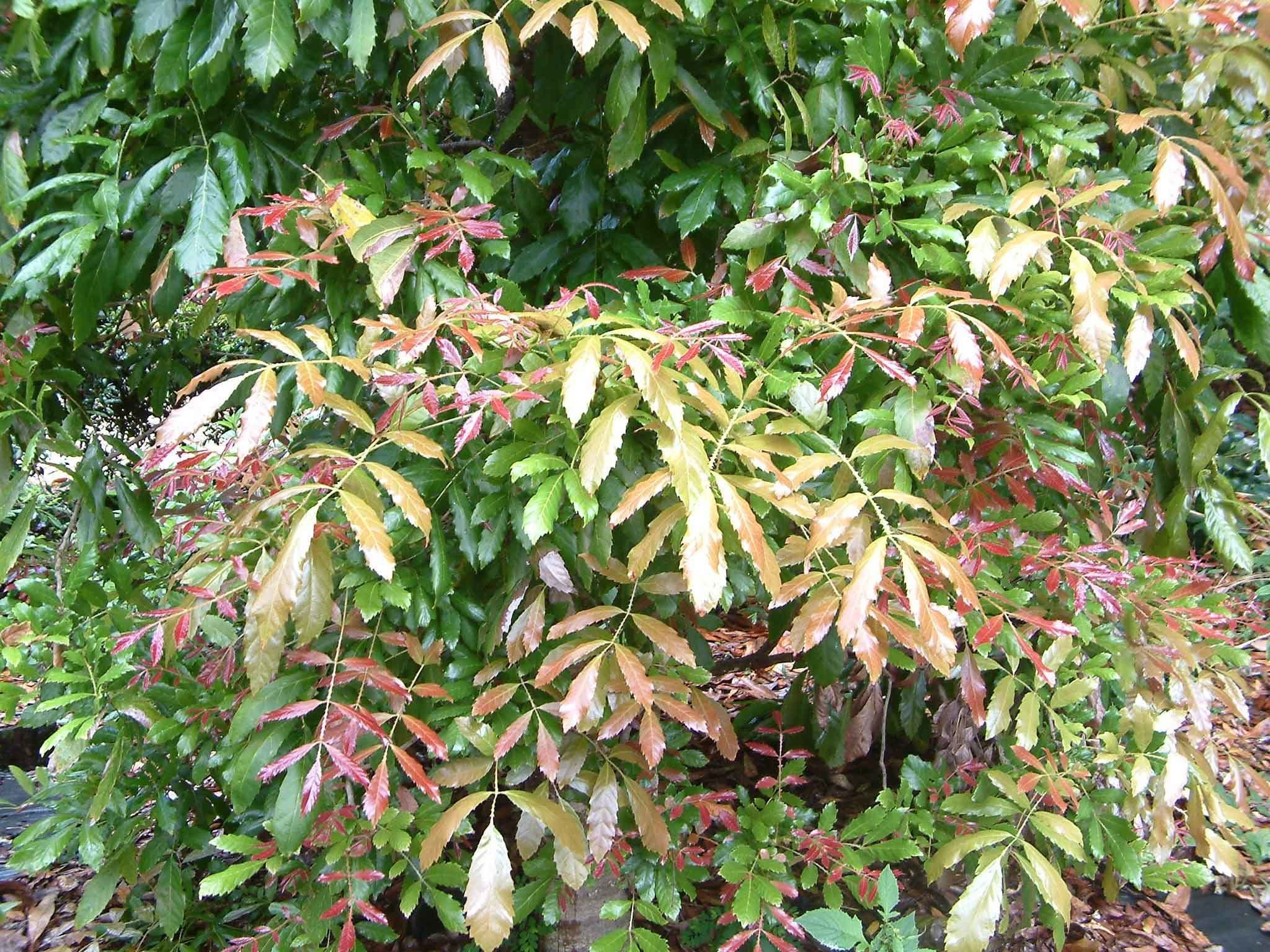 Davidsonia johnsonii, 'Smooth Leaf Plum’
