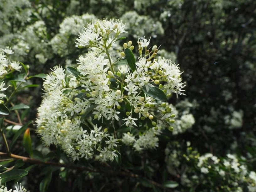 Leionema elatius subsp. beckleri