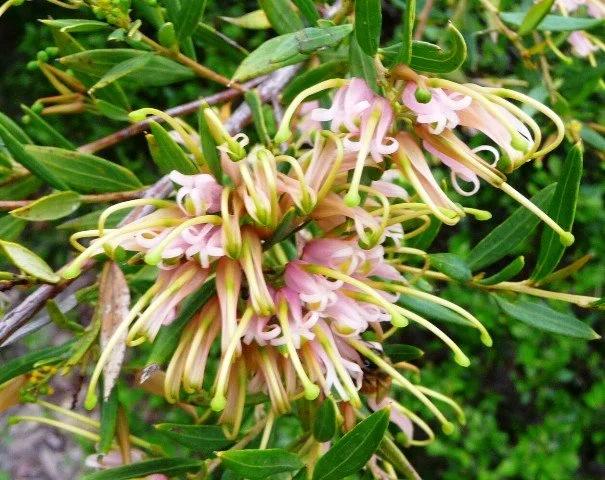 Grevillea 'Forest Rambler'