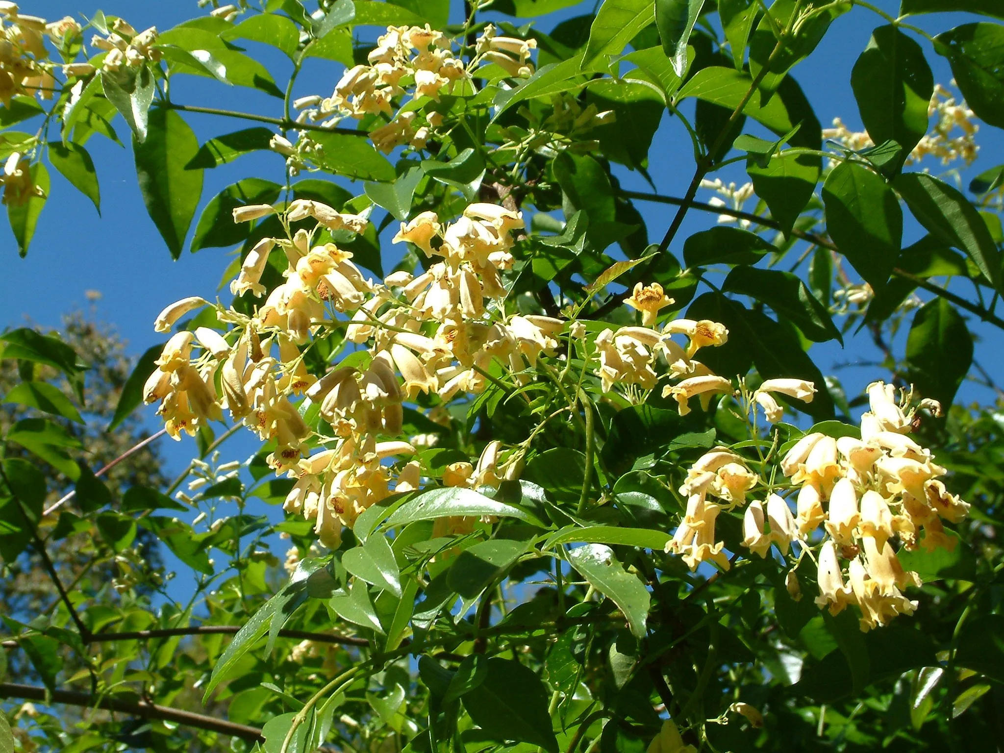 Pandorea pandorana 'Lemon Bells'