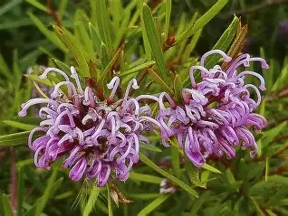 grevillea amethyst.webp