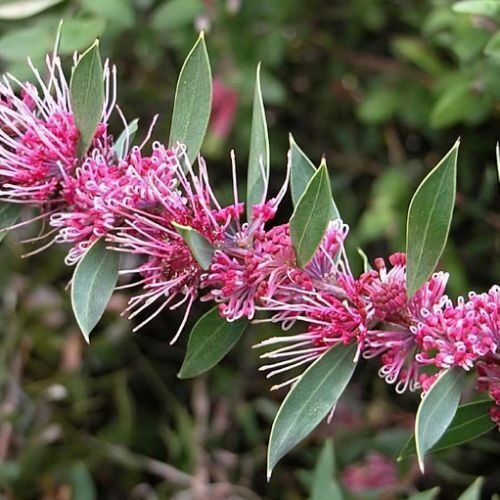 Hakea 'Burrendong Beauty'
