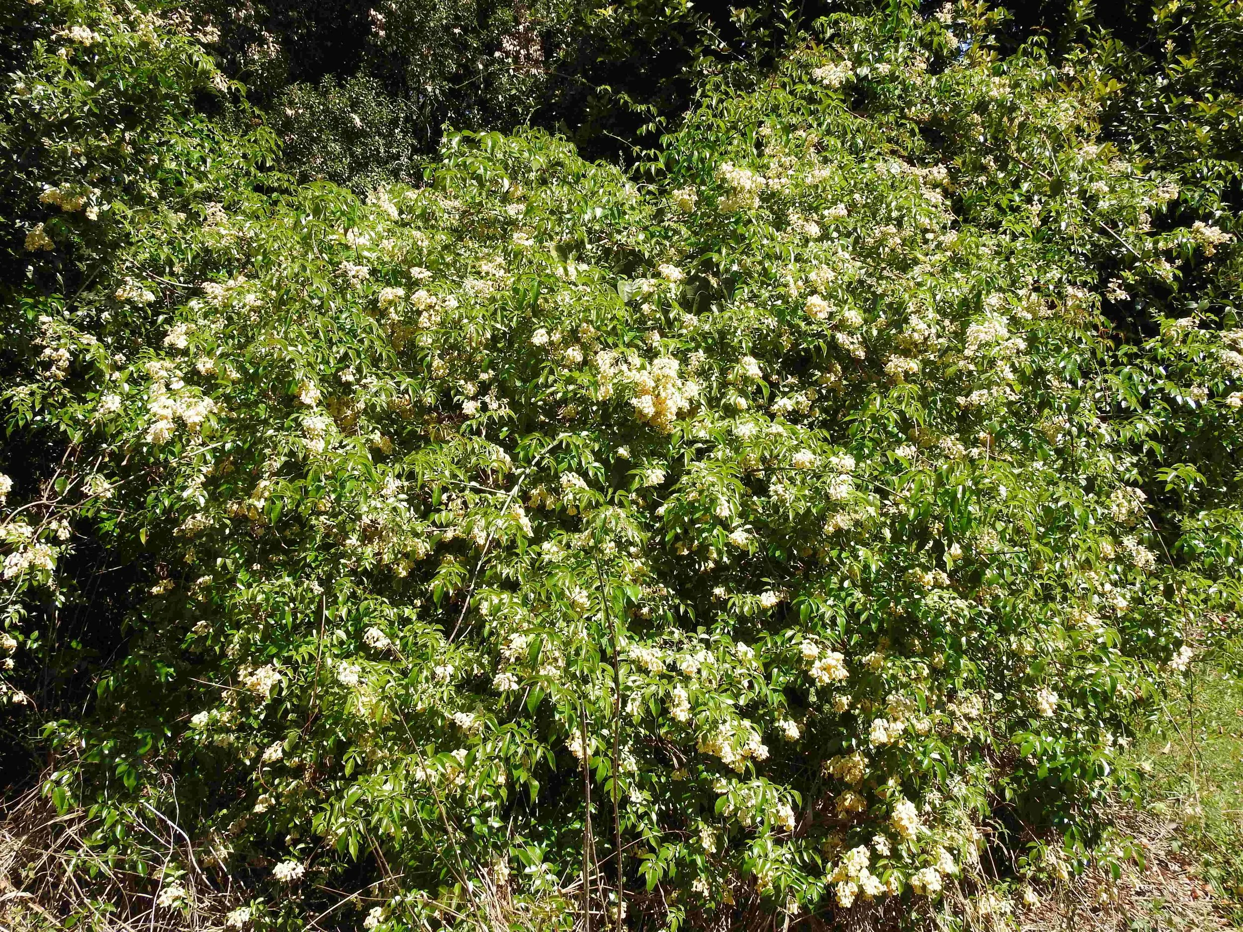 lemon bells 1.jpg