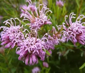 grevillea amethyst 2.webp