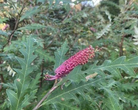grevillea barklyana 2.jpg