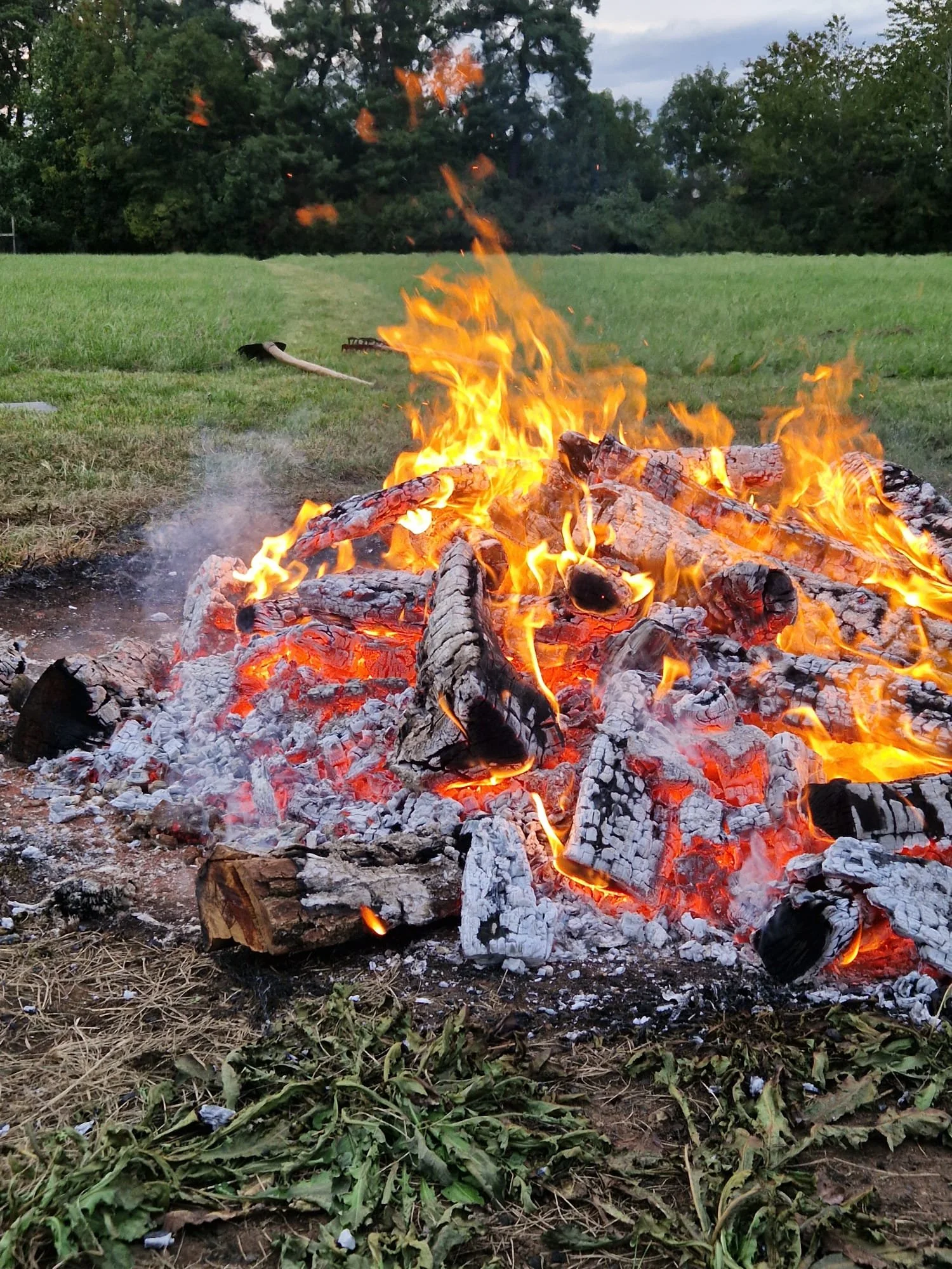 Ein offenes Lagerfeuer mit brennenden Holzscheiten auf einer Wiese, im Hintergrund Bäume.