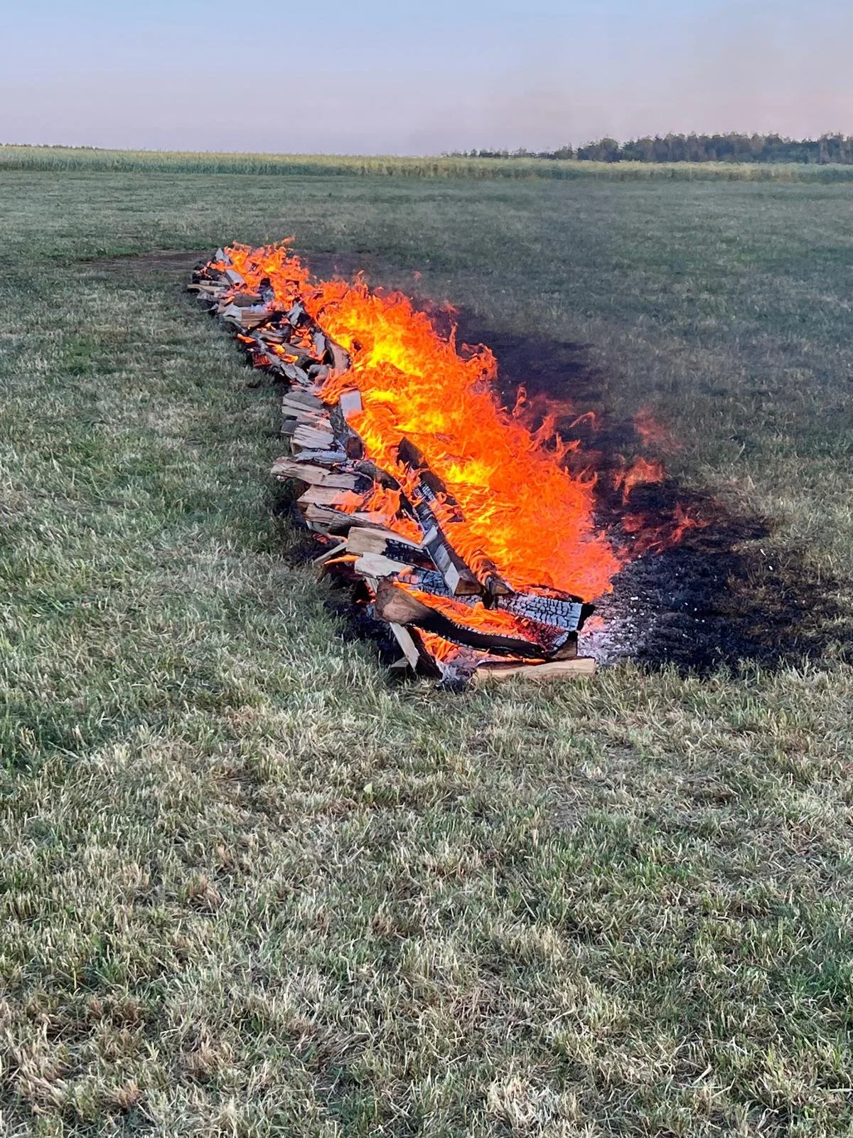 Feuer auf einer Schneise in einer grasbewachsenen Feldfläche, verursacht durch brennende Holzstücke oder Papierstücke