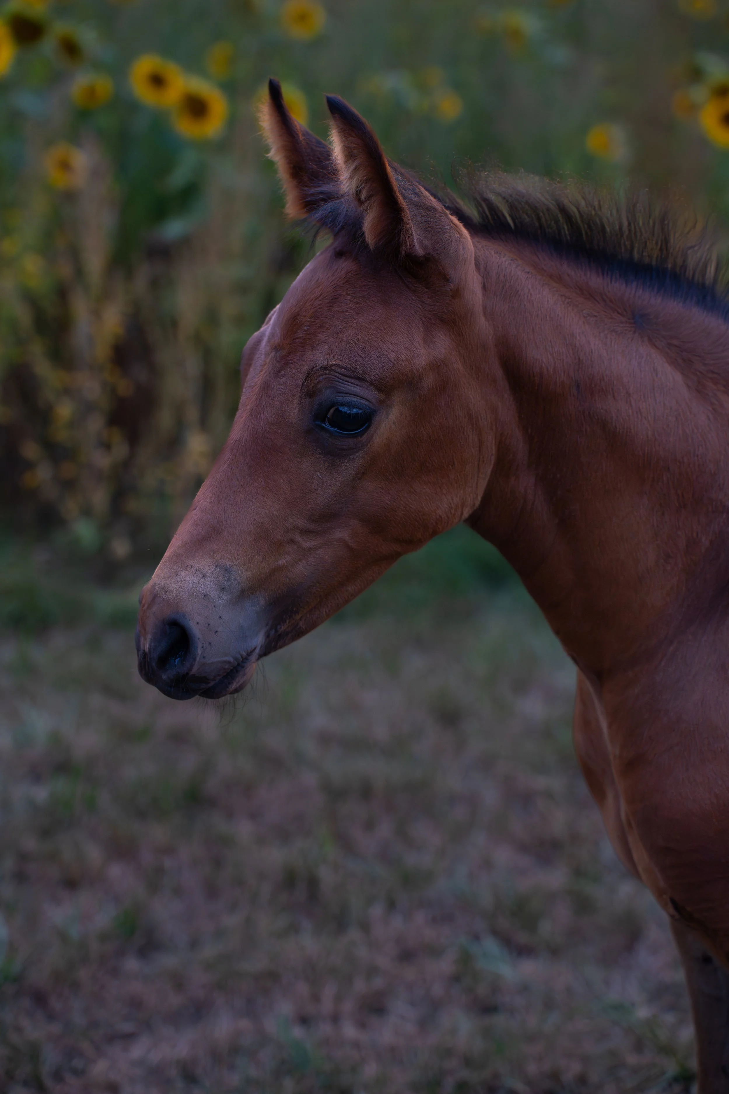LMF07700.jpg