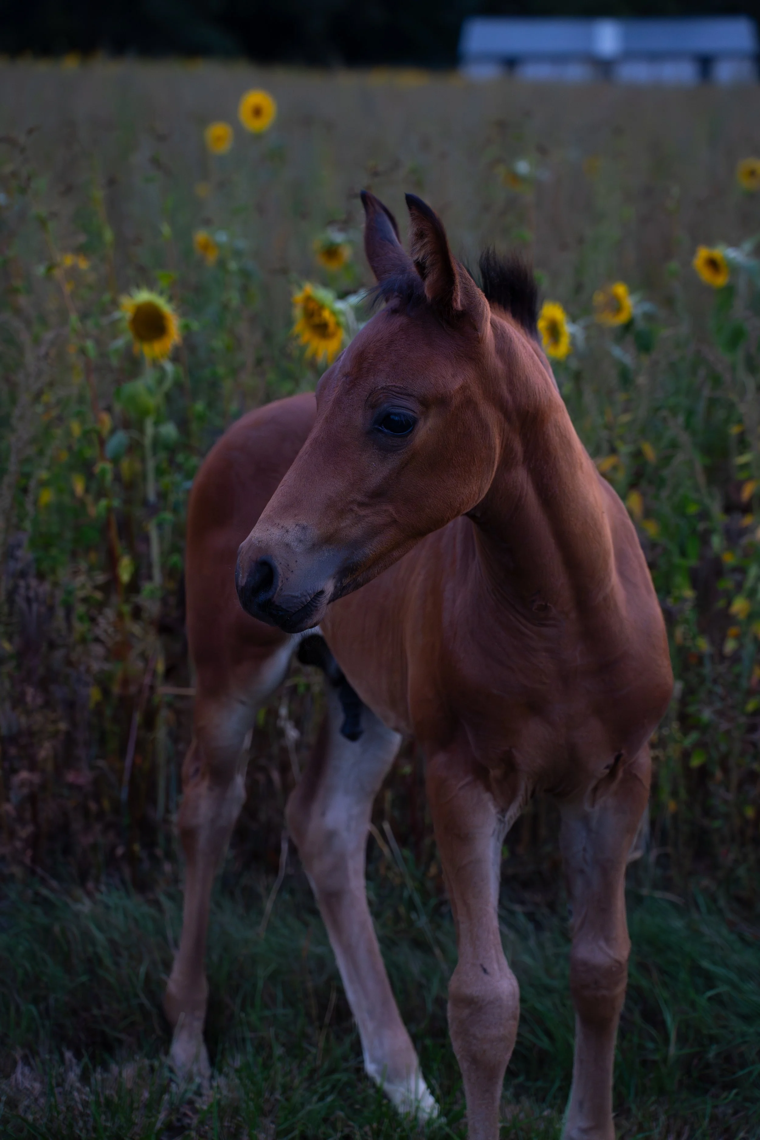 LMF07817.jpg