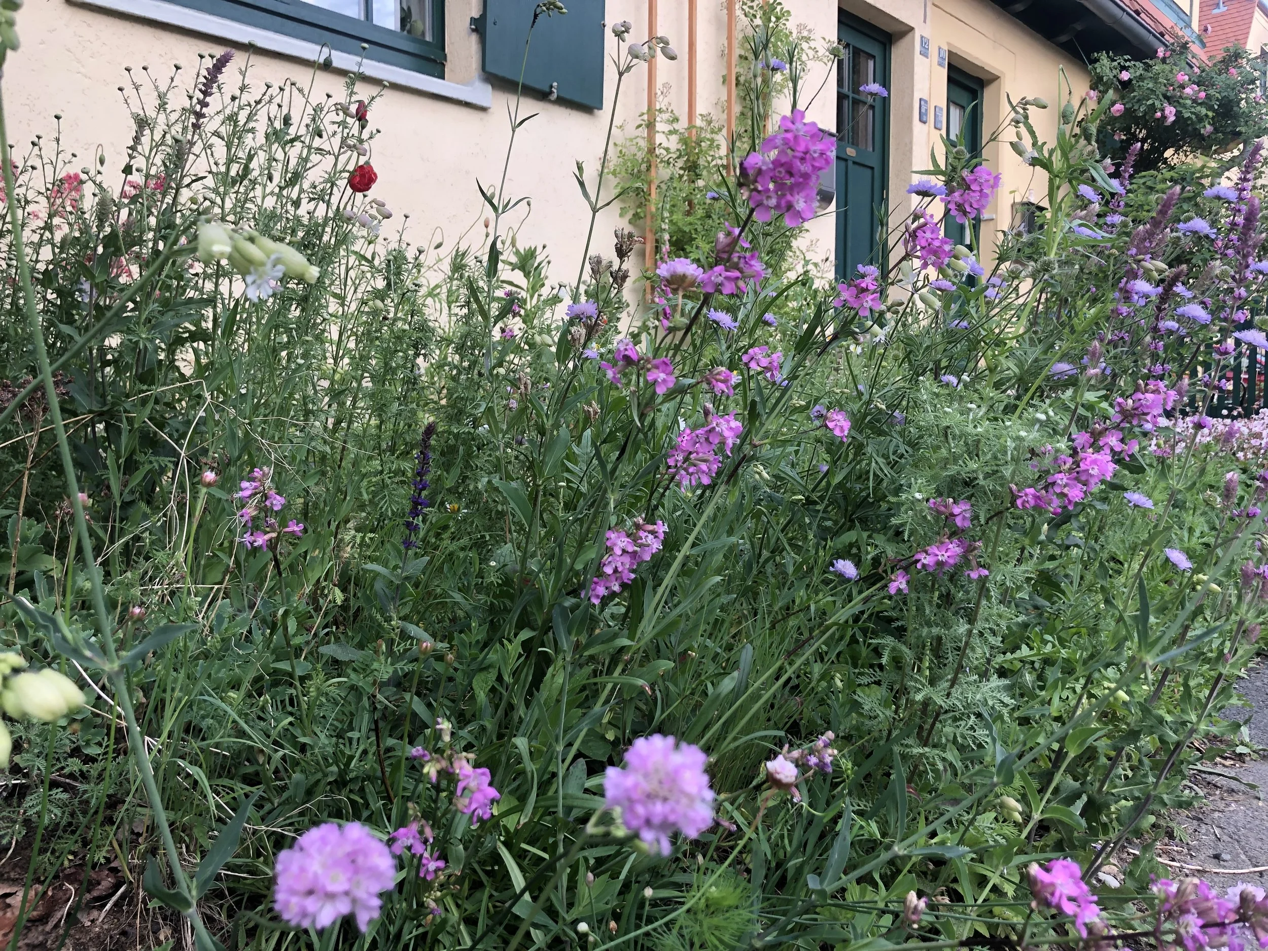 Vorgarten in der Gartenstadt Hellerau II