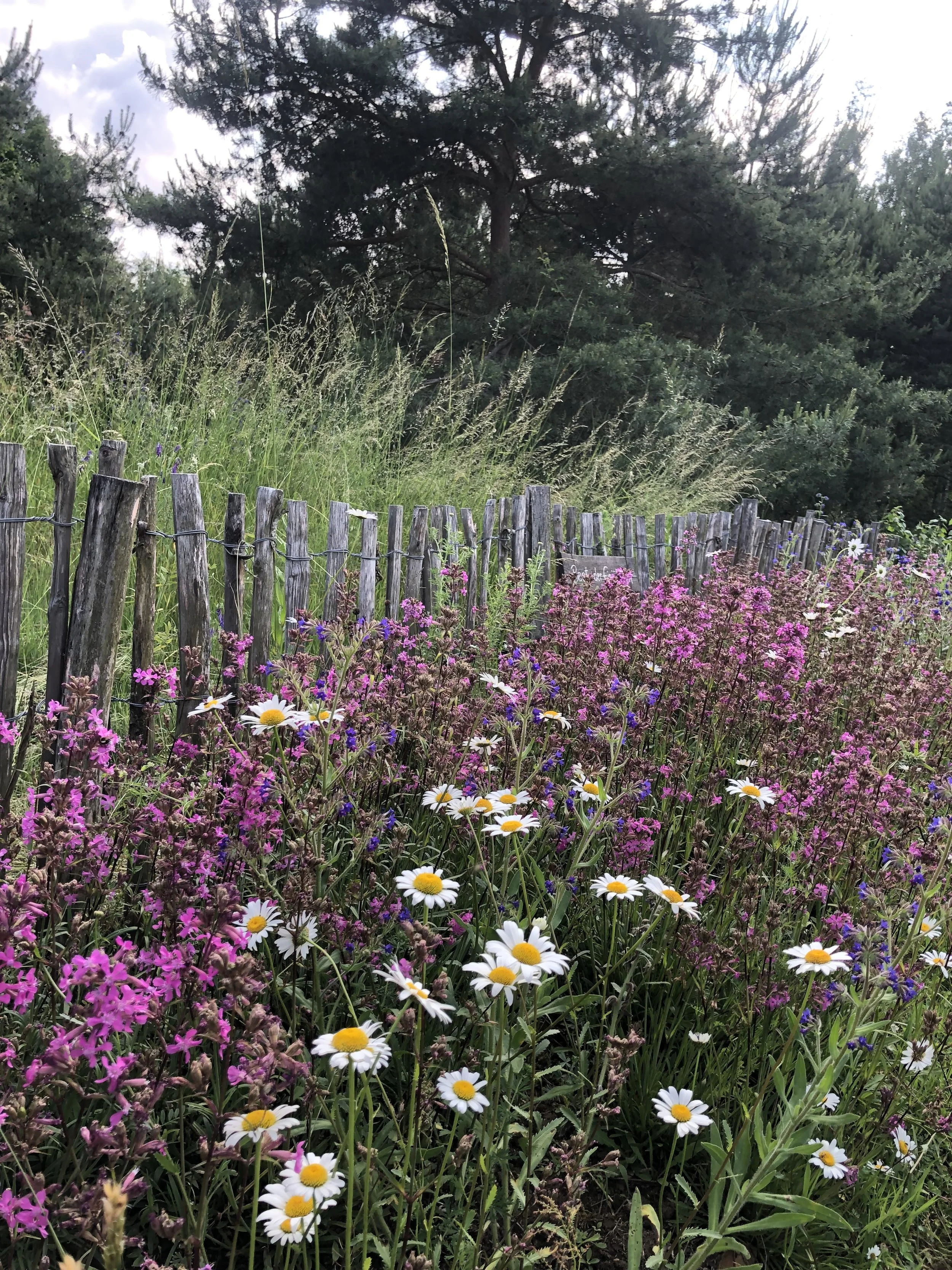 Ehrenamt Naturraum Hellerau