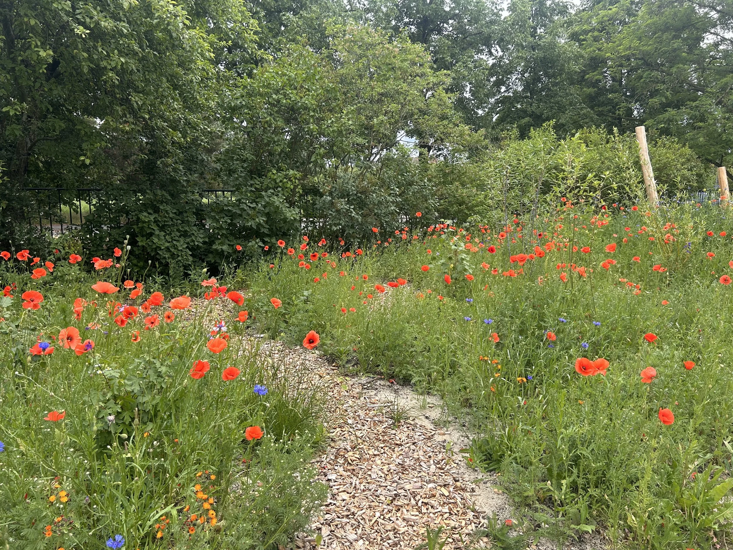 IMG_7063.jpeg