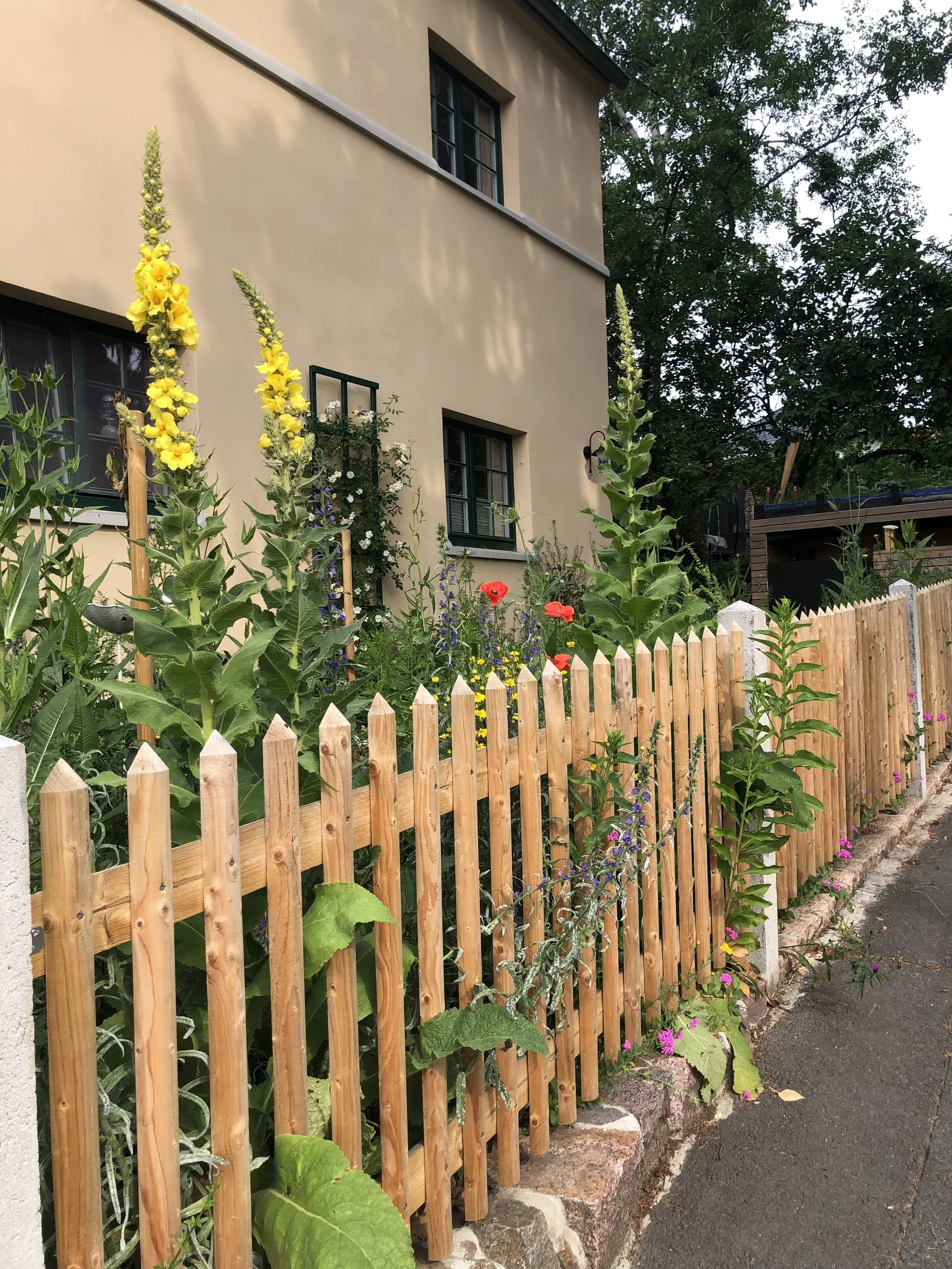 Vorgarten in der Gartenstadt Hellerau I
