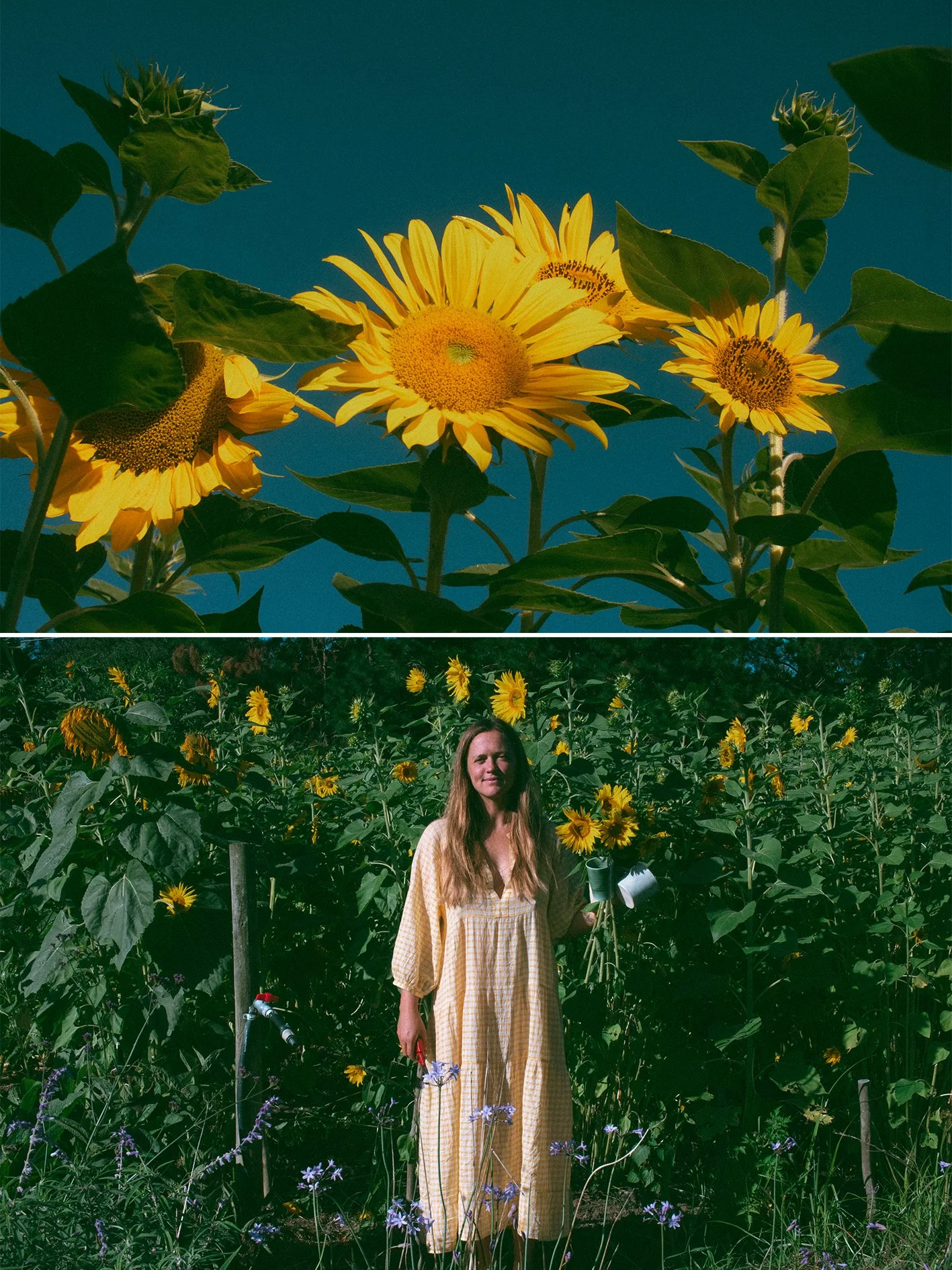 Layla Sunflowers_colour_2.jpg