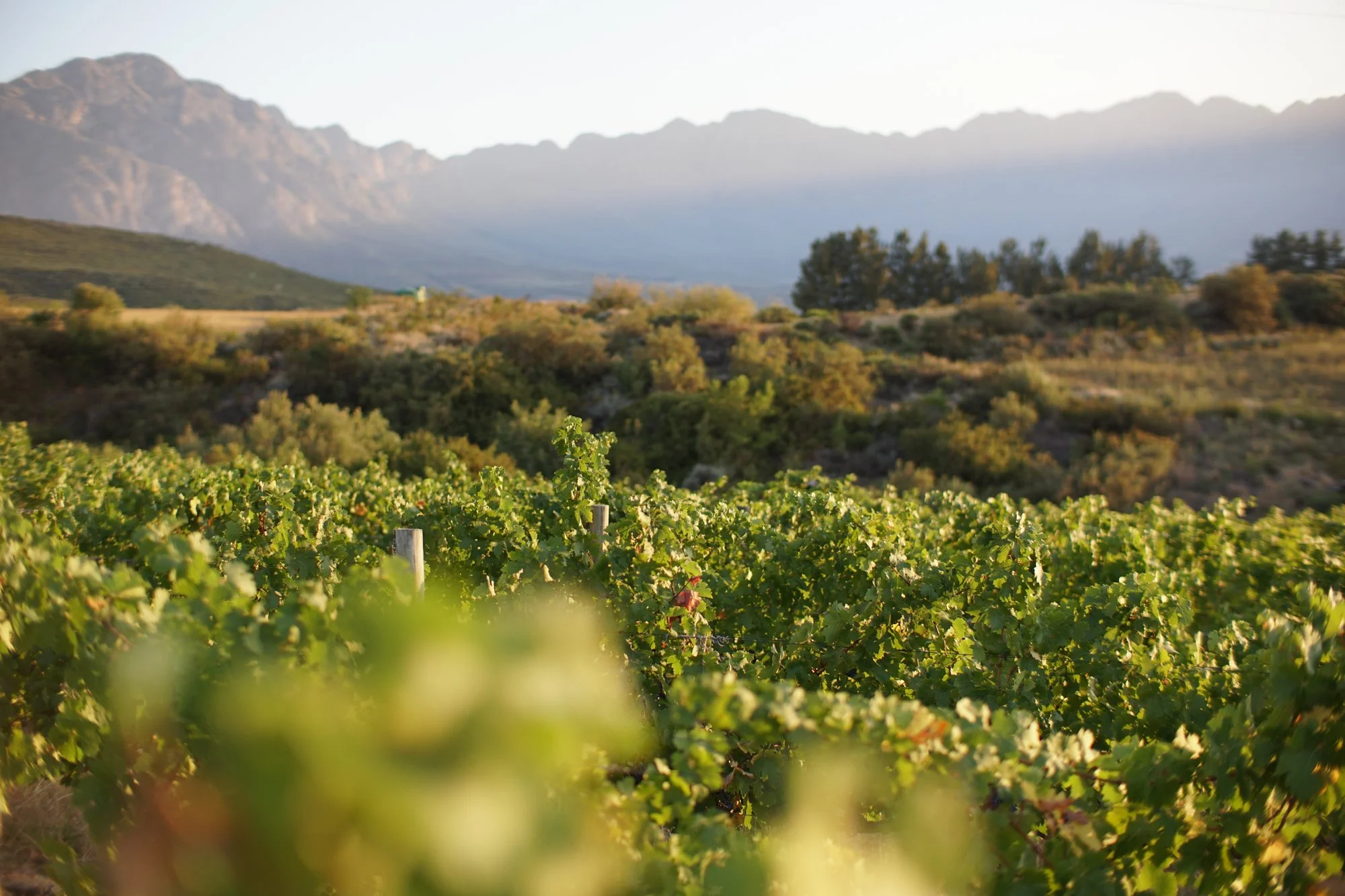 Swanepoel wines-2.jpg