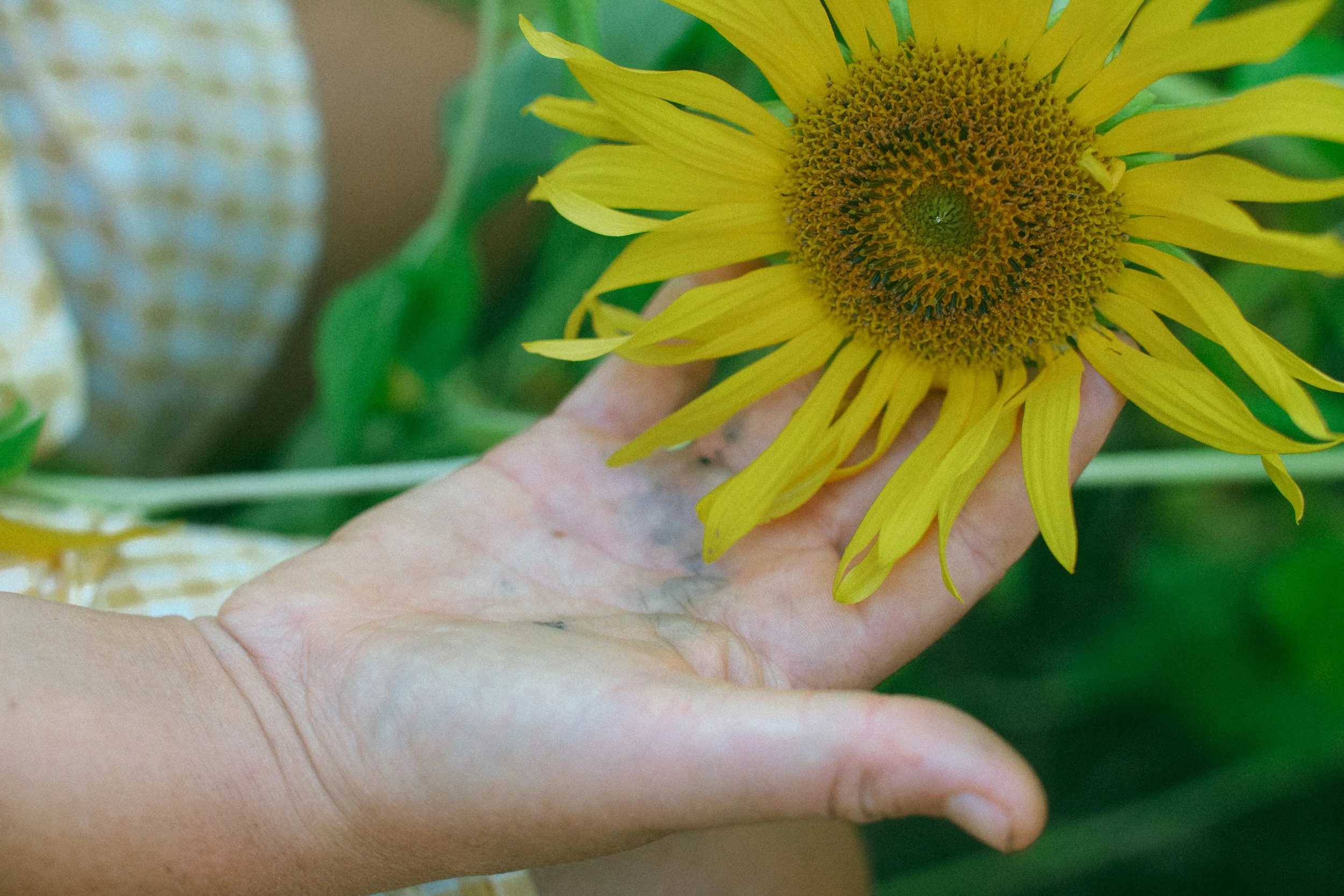 Layla Sunflowers-099.jpg