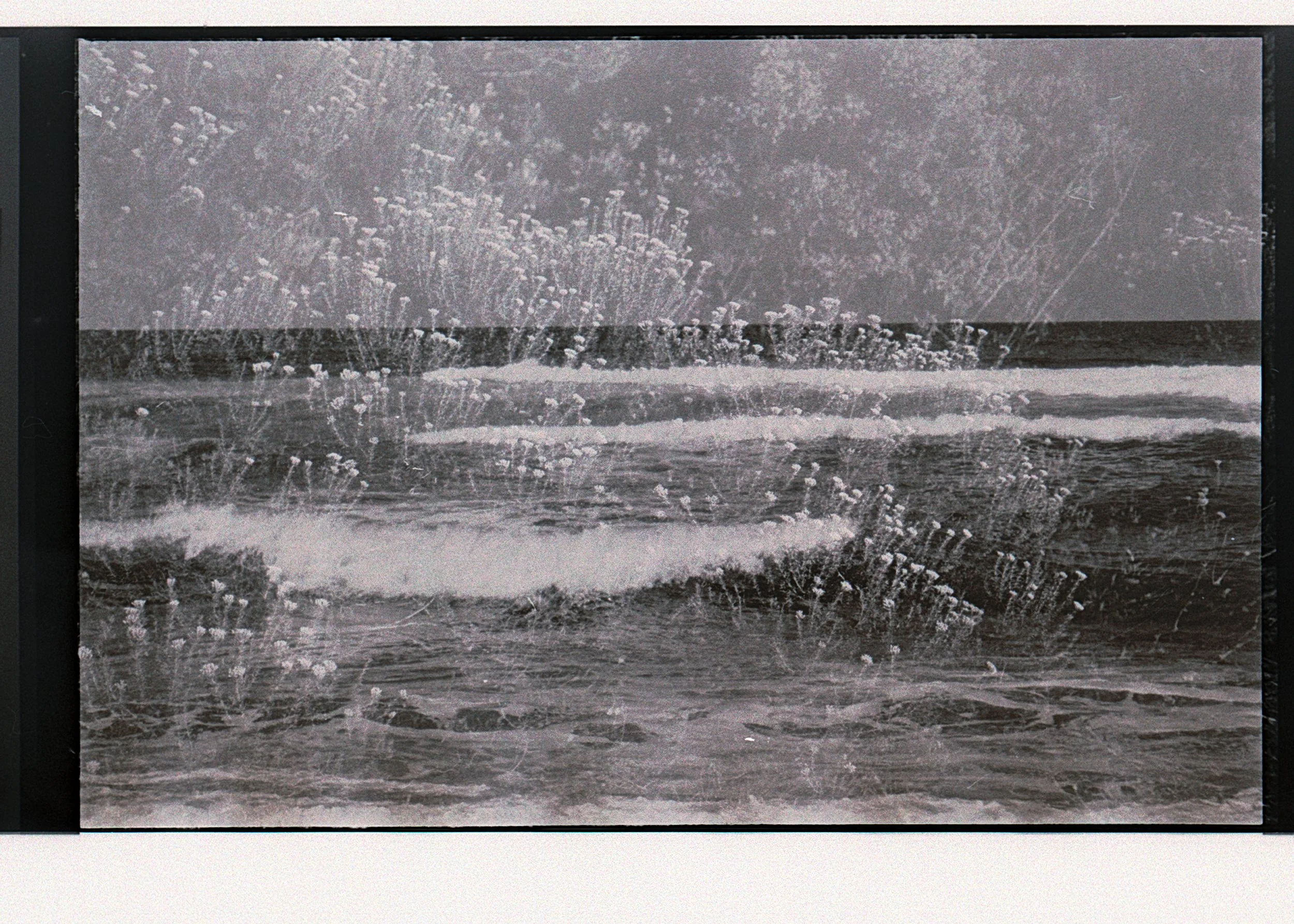 black and white film scans-30.jpg