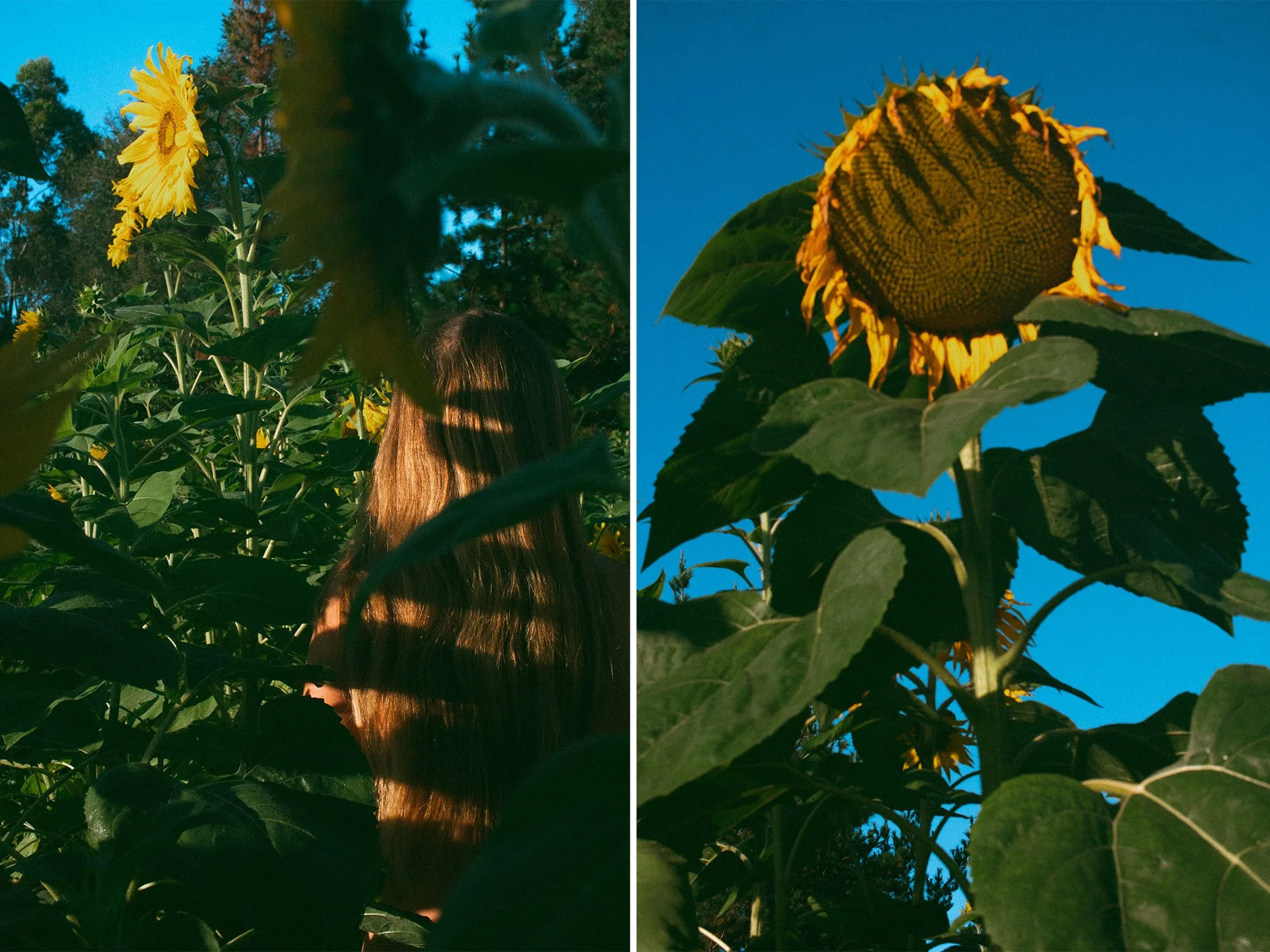 Layla Sunflowers_6.jpg