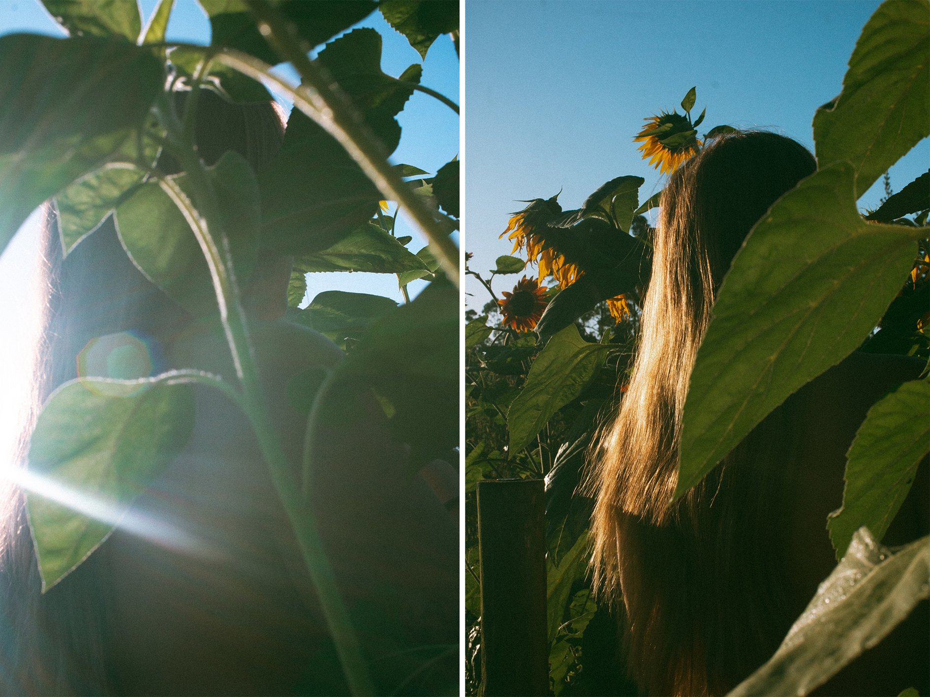 Layla Sunflowers_9.jpg