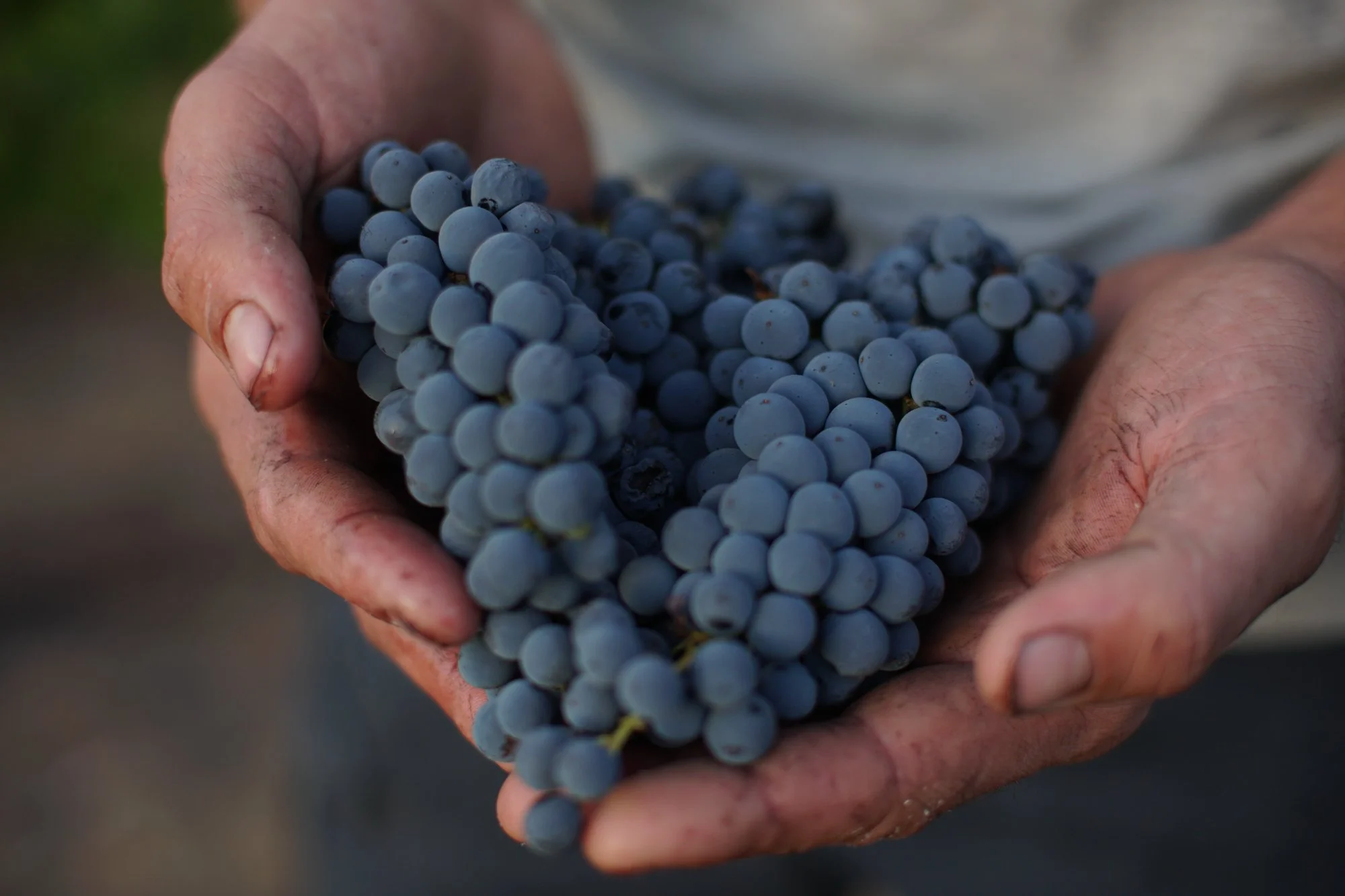 Swanepoel wines.jpg