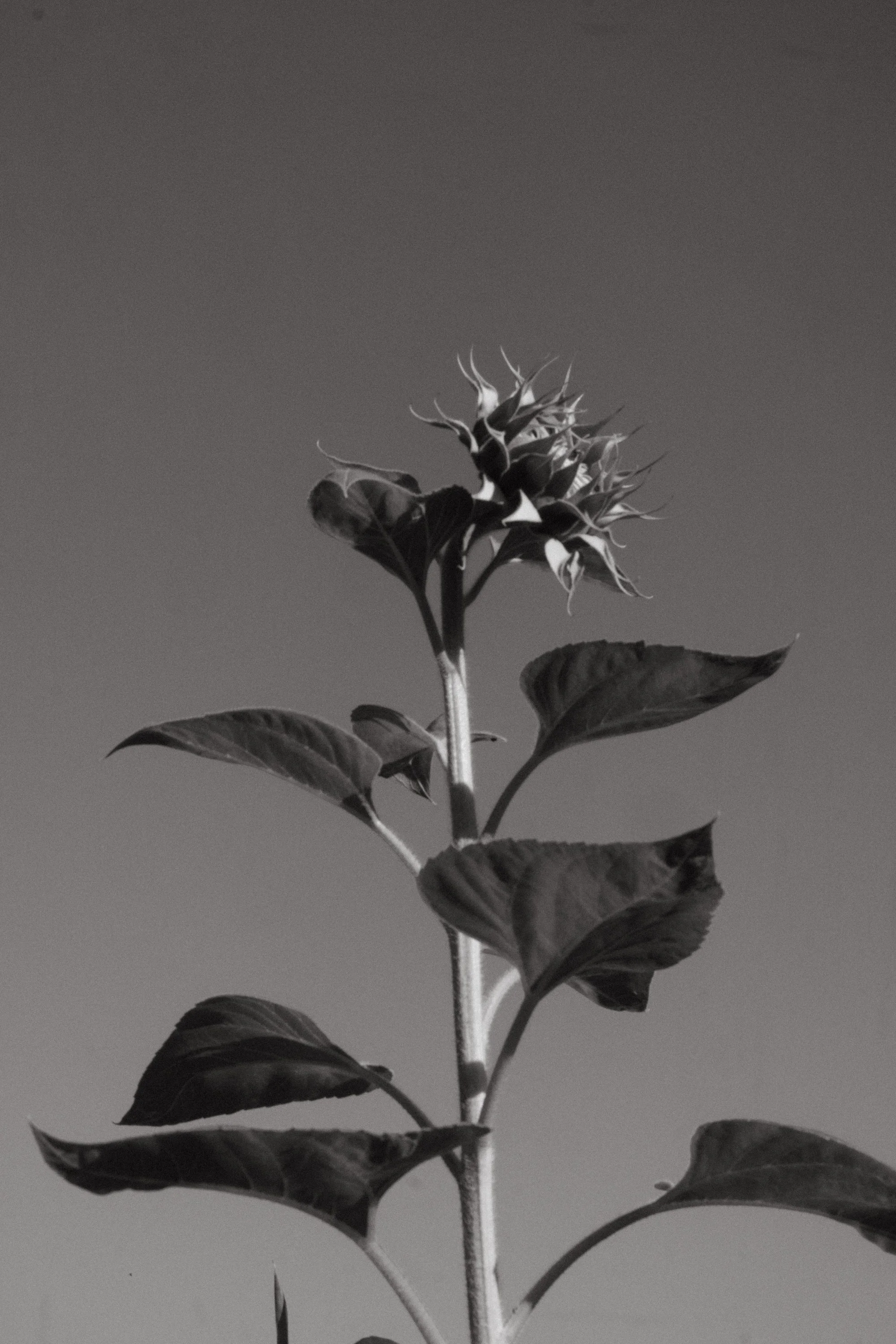 Layla Sunflowers-183.jpg