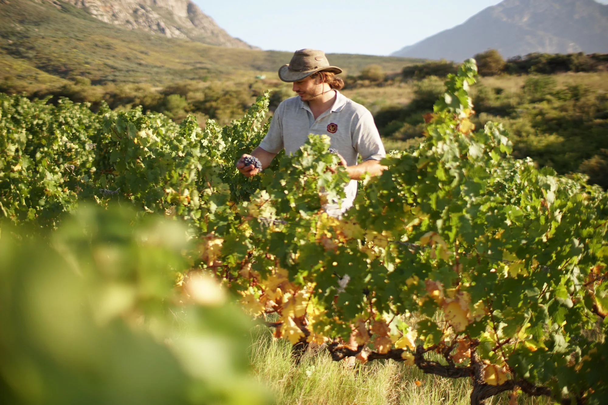Swanepoel wines-7.jpg