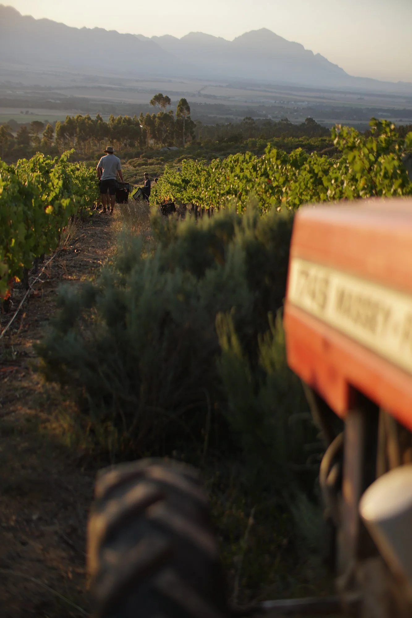 Swanepoel wines-4.jpg