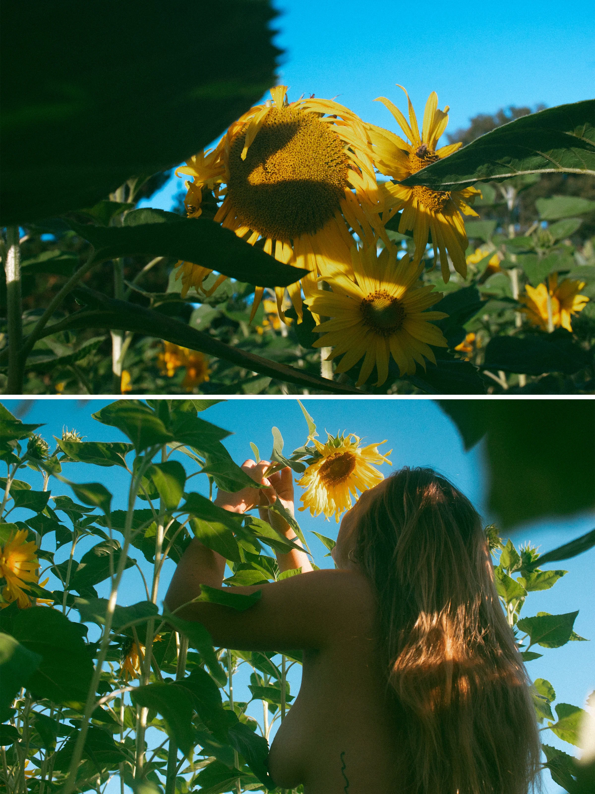 Layla Sunflowers_7.jpg