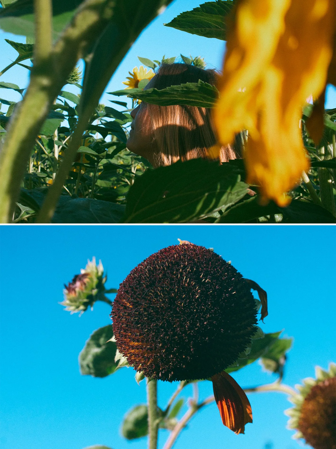 Layla Sunflower_colour_3.jpg