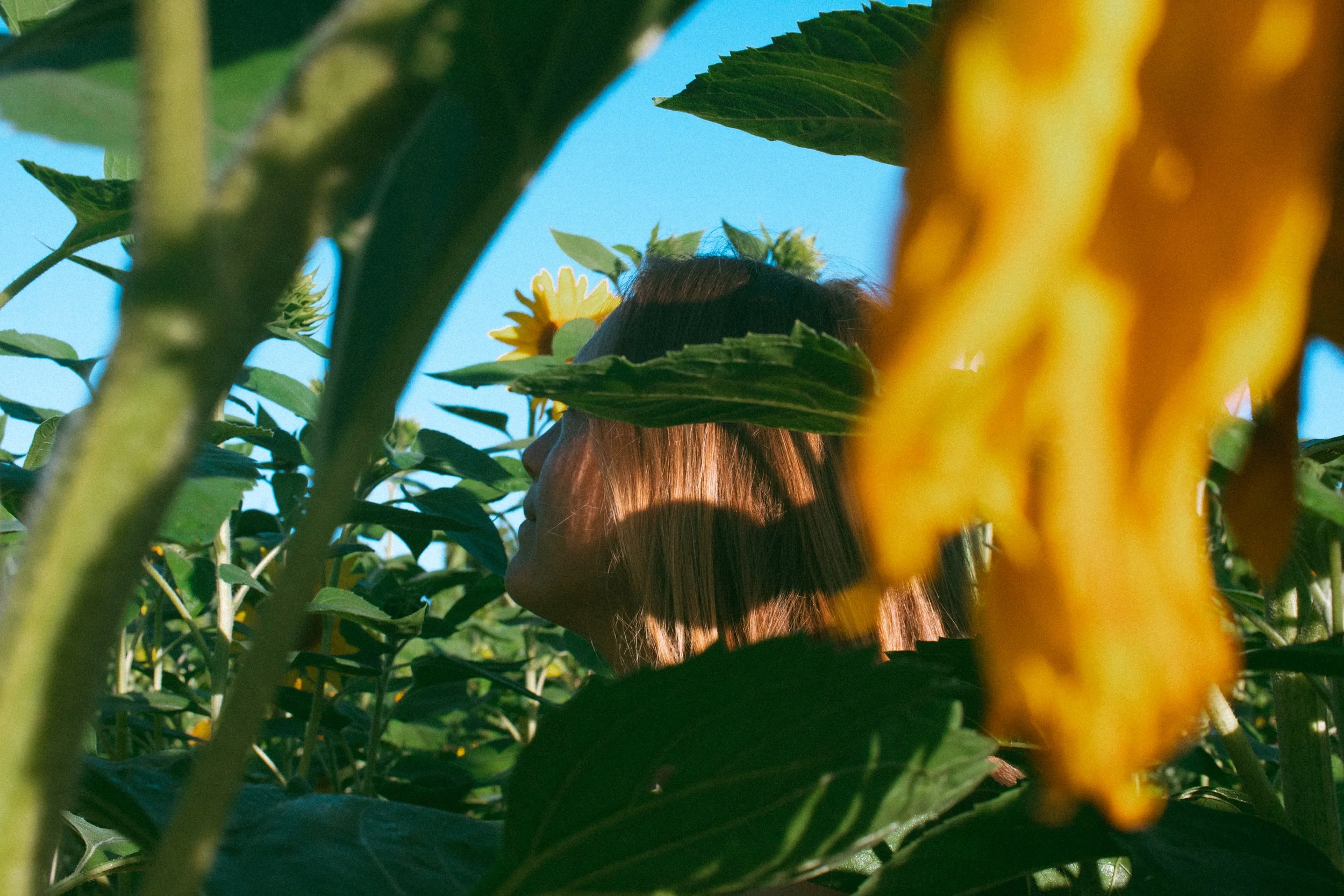 Layla Sunflowers-017.jpg