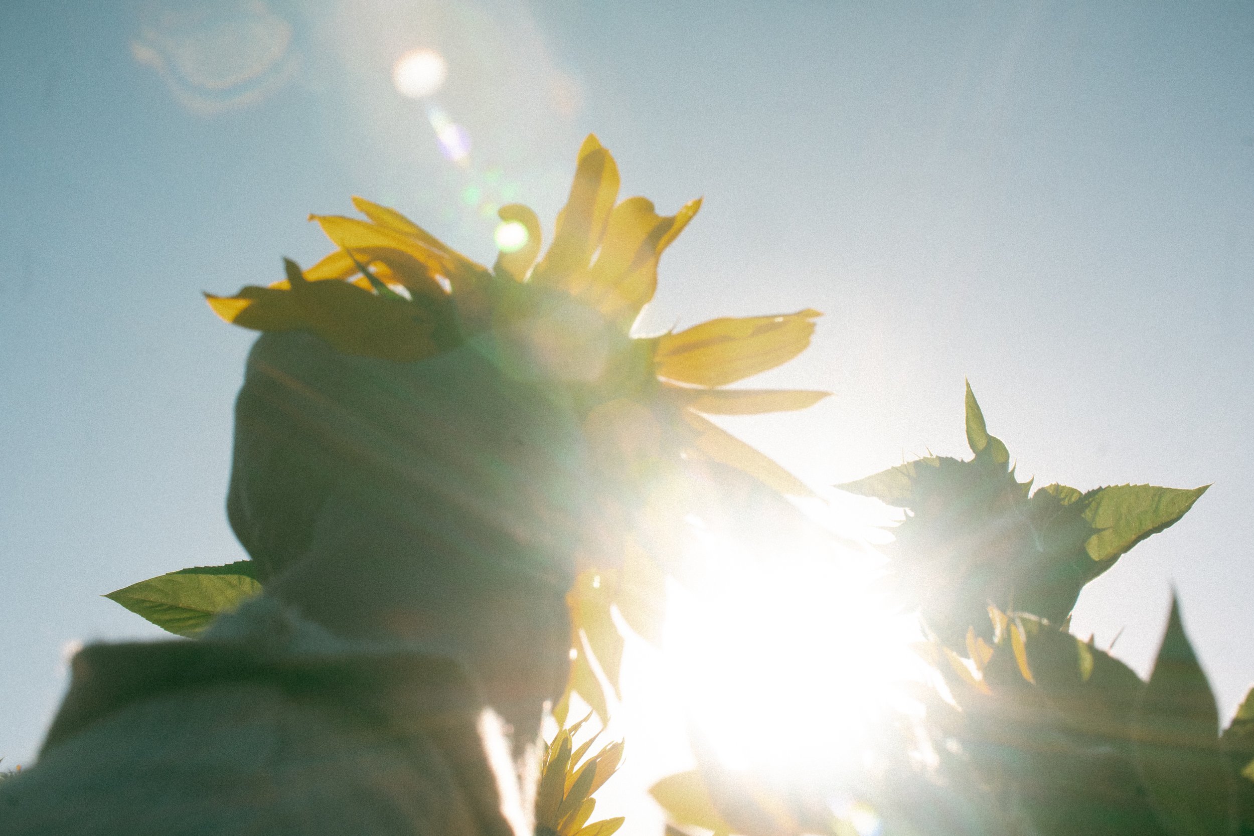 Layla Sunflowers-172.jpg