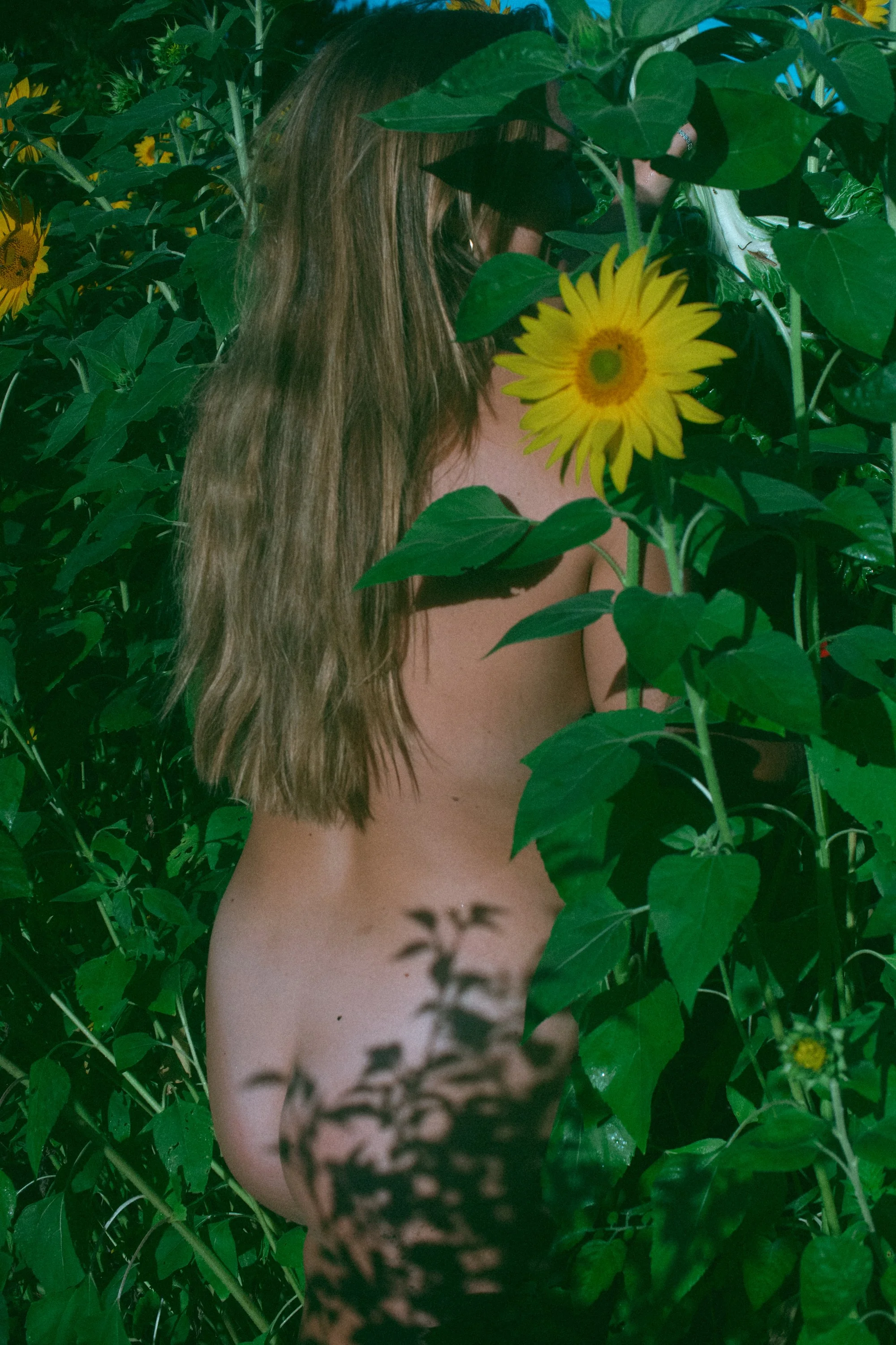 Layla Sunflowers-054.jpg