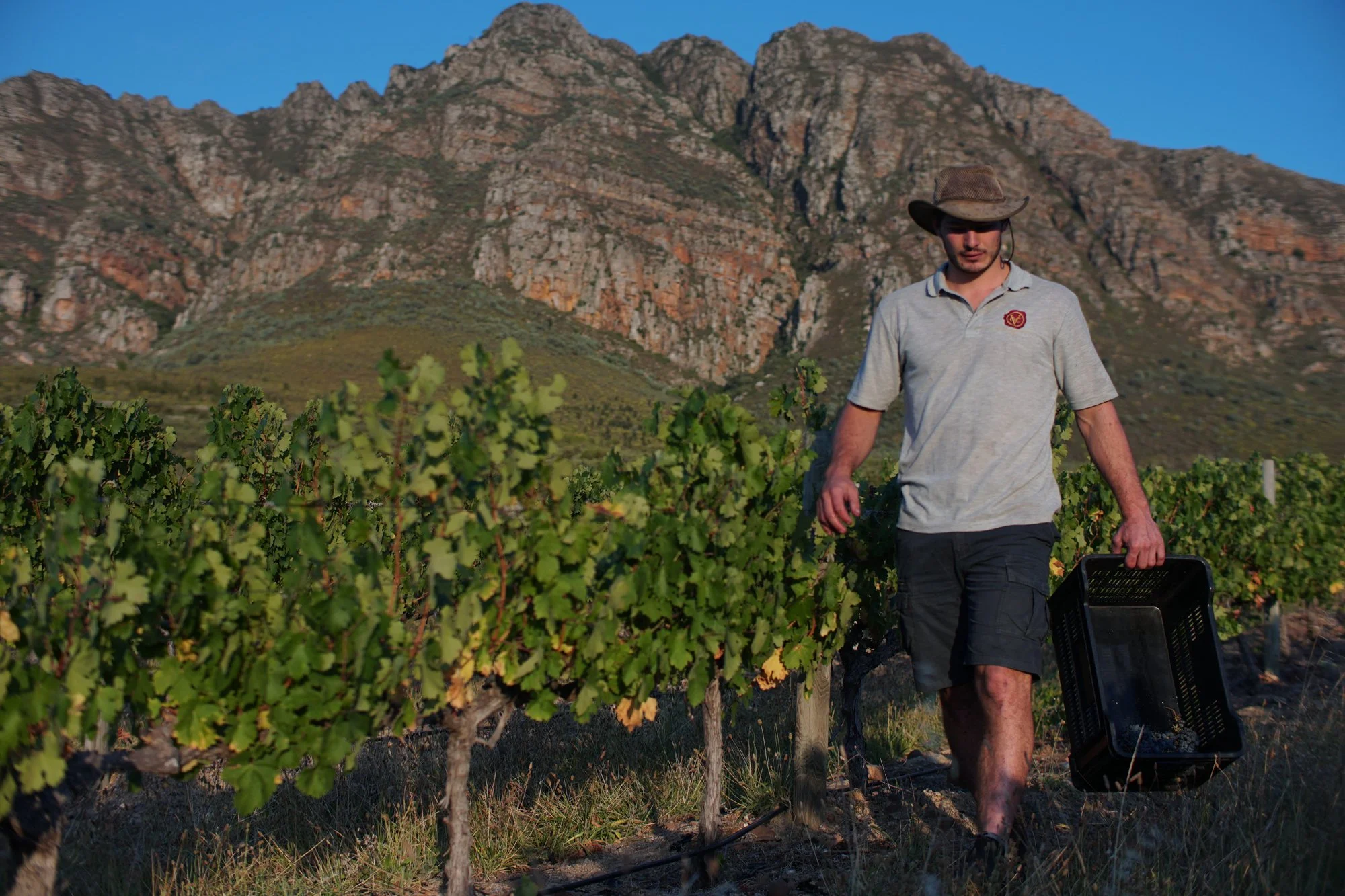 Swanepoel wines-5.jpg