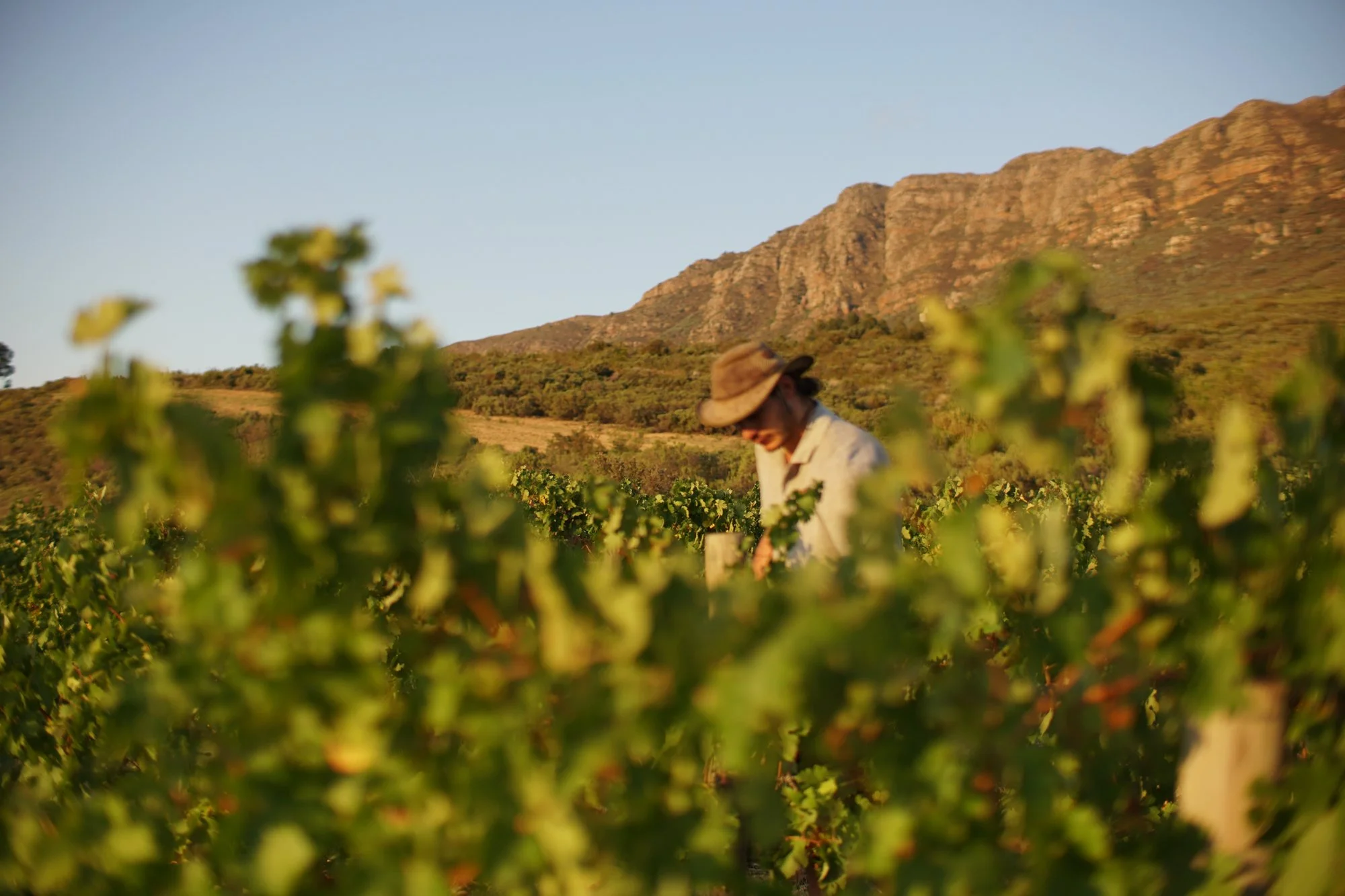 Swanepoel wines-3.jpg