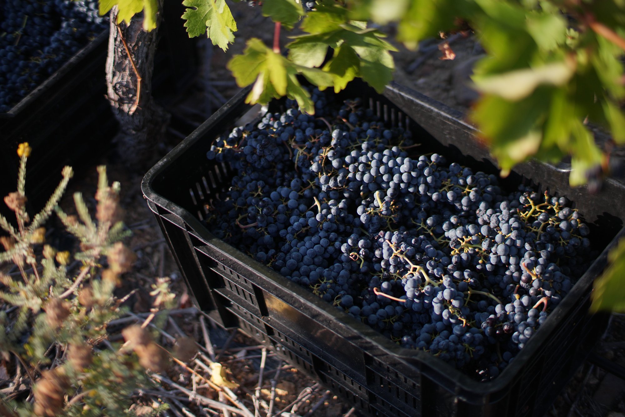 Swanepoel wines-6.jpg