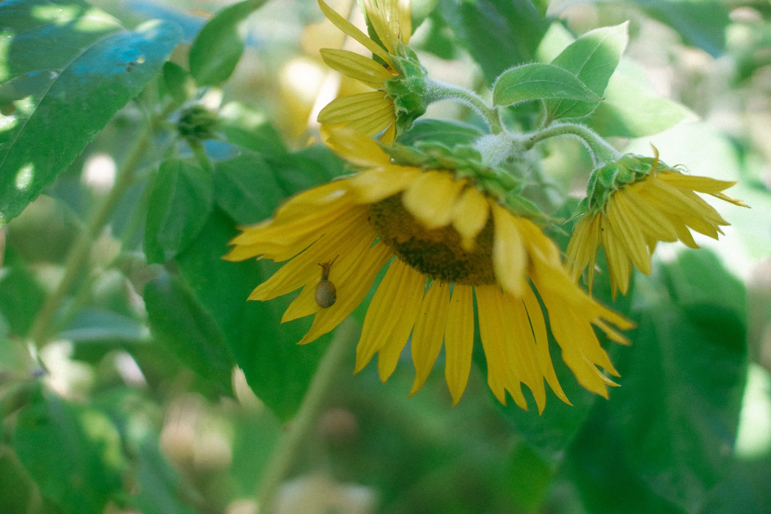 Layla Sunflowers-071.jpg