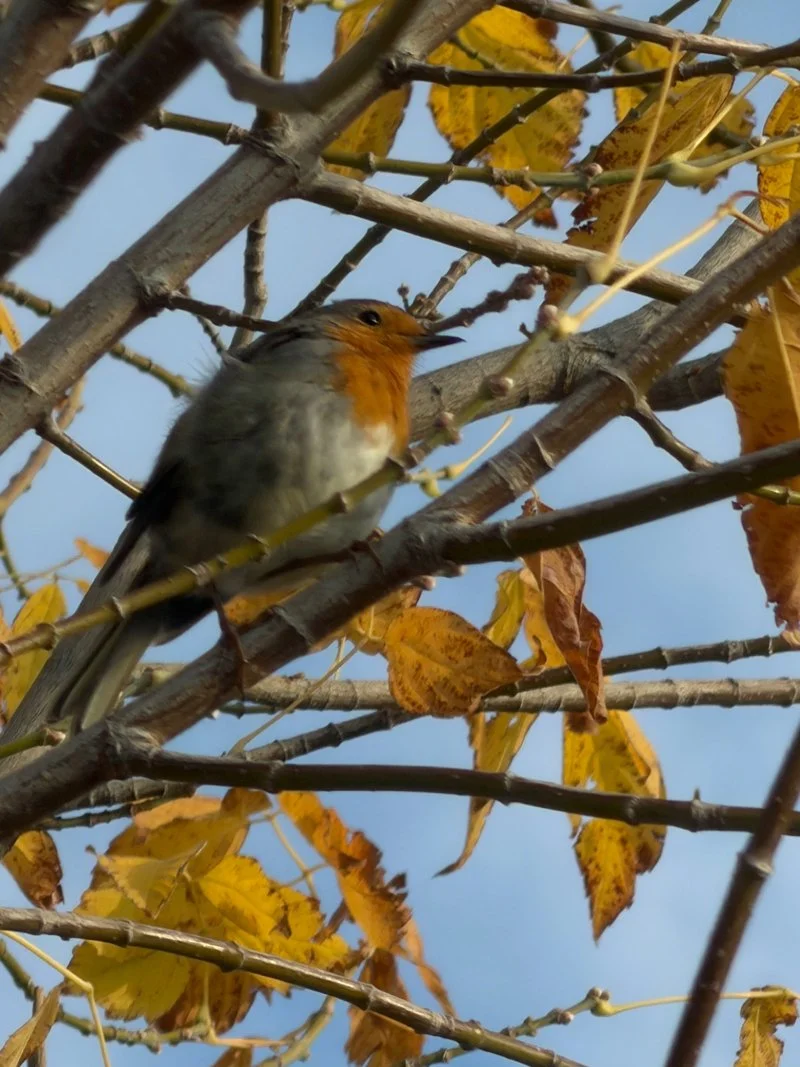 Searching for Yellow: What a Year of Gratitude Journaling Taught Me