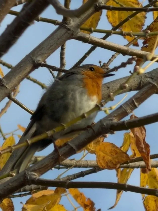 a robin perched in a winter tree