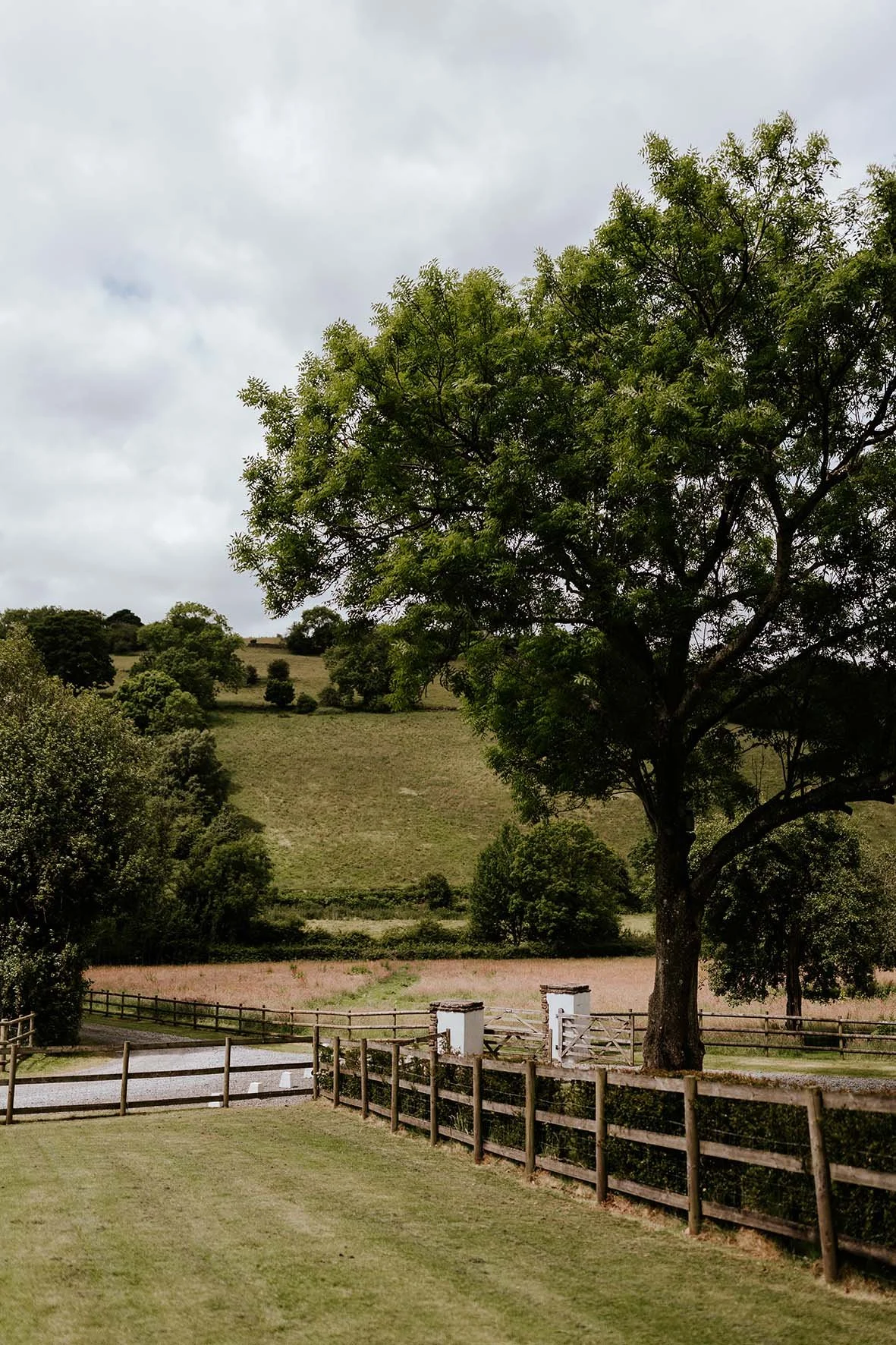 A large tree with green leaves stands in a fenced grassy area, with a gravel path, white utility boxes, and a rural hillside with scattered trees and bushes in the background under an overcast sky.