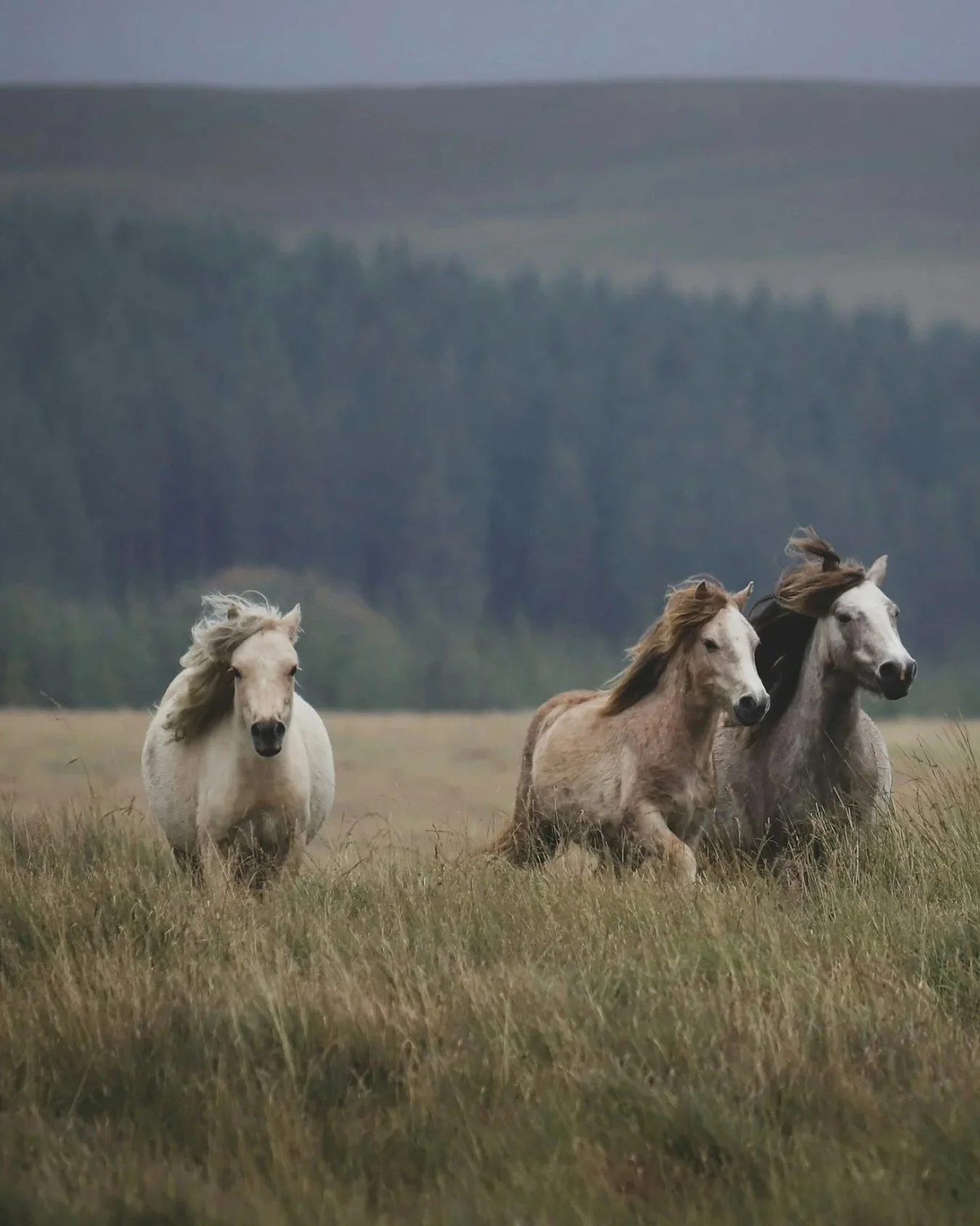 Meet the four-legged locals 🐴✨ Grazing on the Sugar Loaf mountain, they&rsquo;re part of the peaceful charm that makes our retreats feel like a true escape. 

#RunawayToSugarLoafretreats #Sugarloafretreats #BreconBeacons #FarmLife #CountrysideEscape