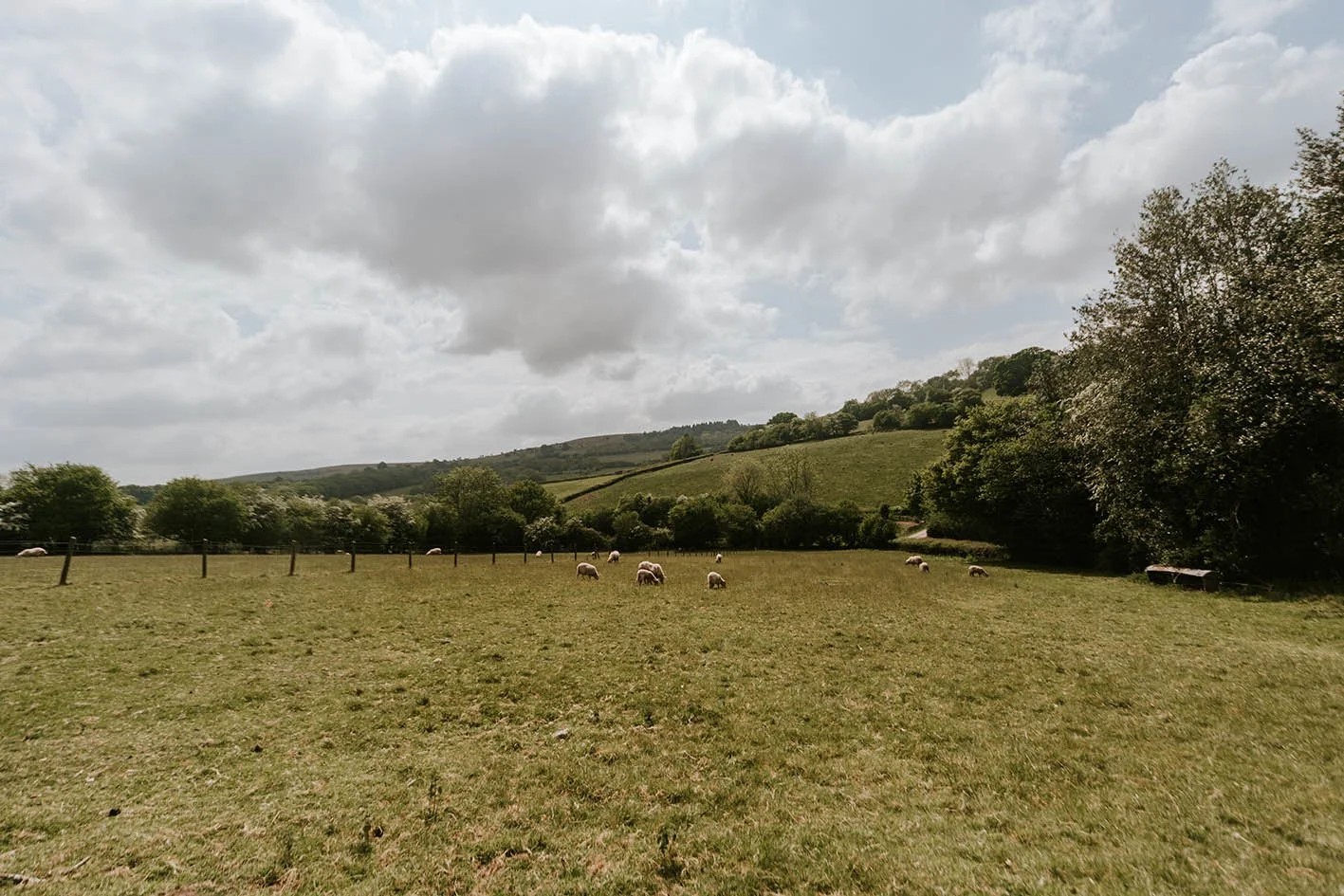 Open grassy field with sheep grazing, flanked by trees and rolling hills under a cloudy sky.